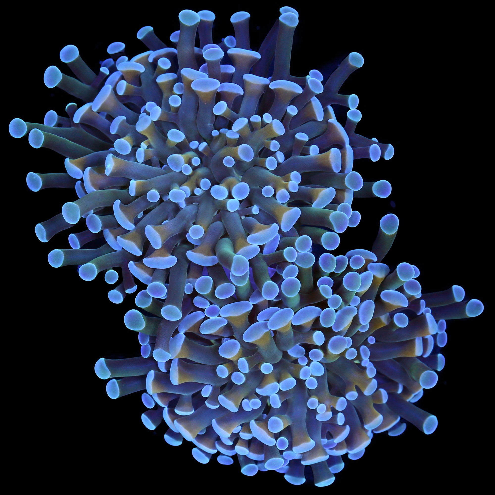 Neptune Branching Hammer Coral