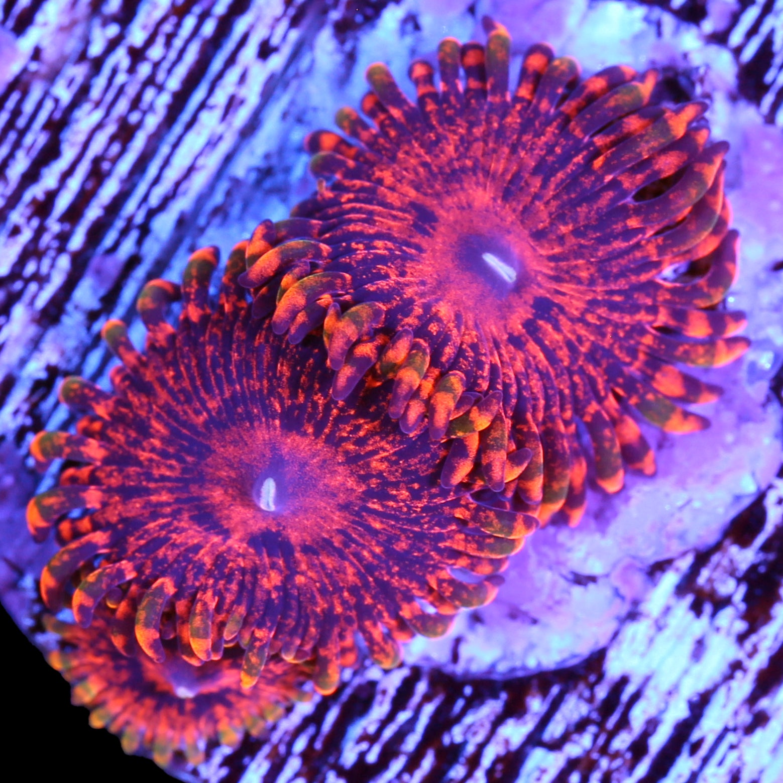 Vivid’s Flaming Mohican Zoanthids