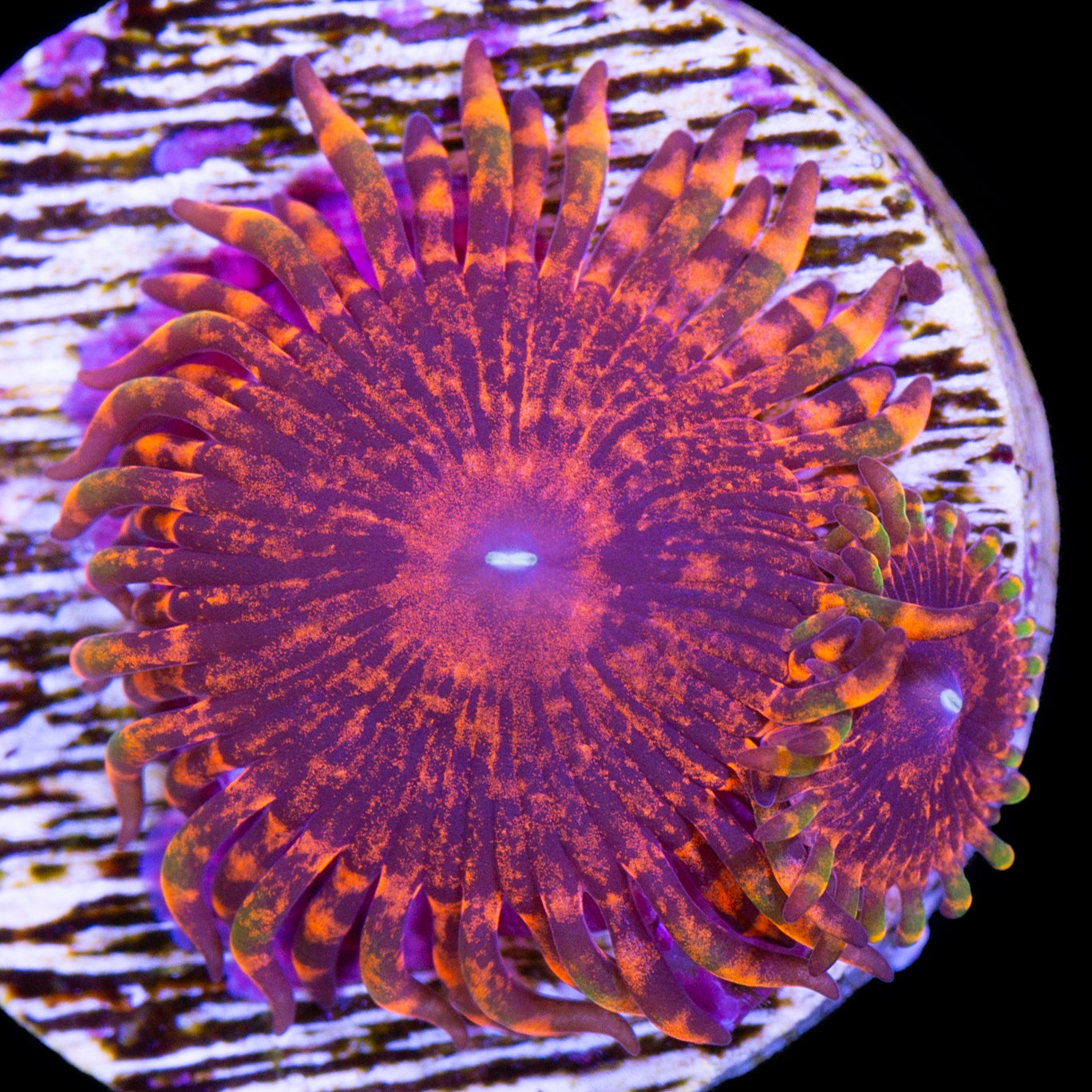 Vivid’s Flaming Mohican Zoanthids
