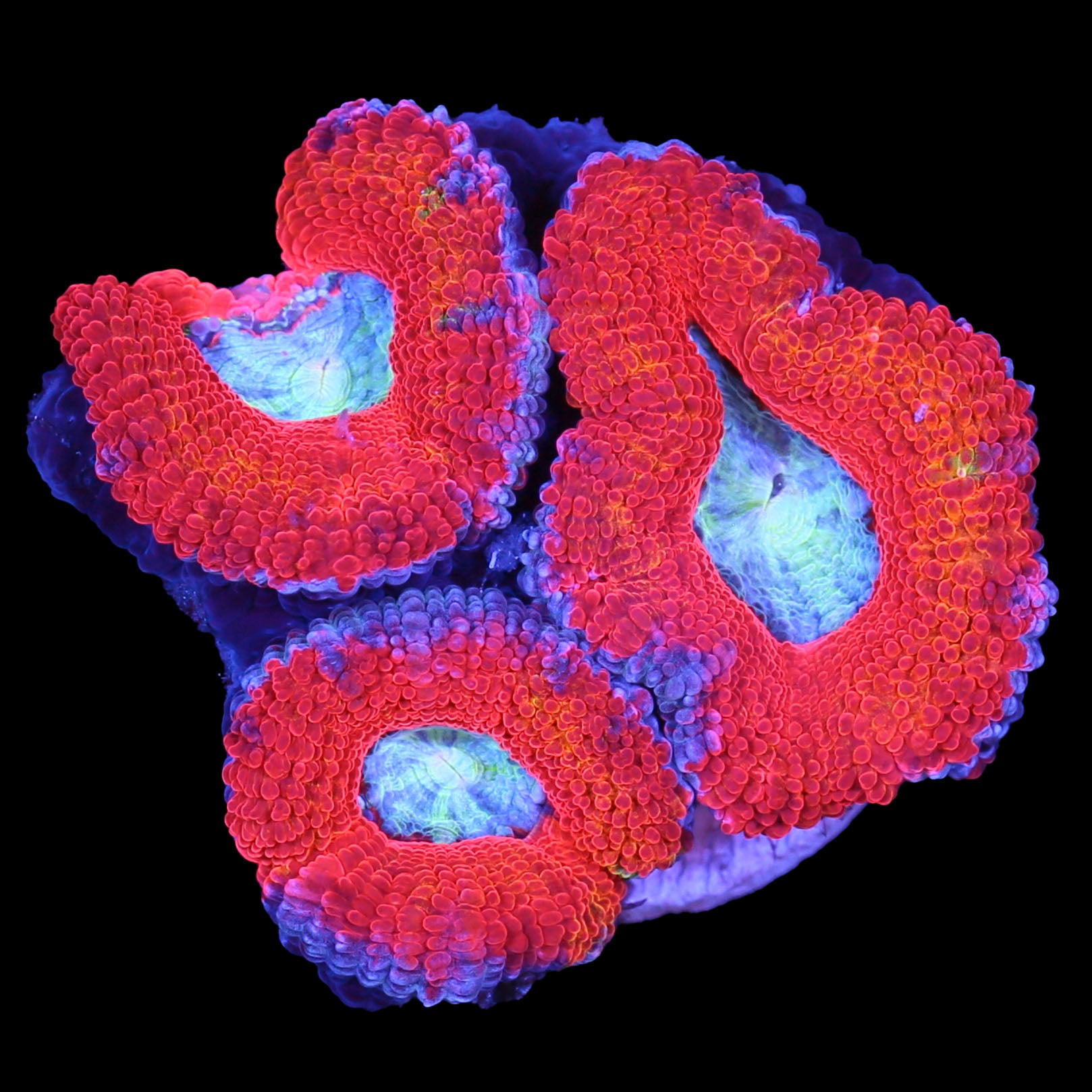 Vivid's Eye of the Tiger Acan Coral - New Release