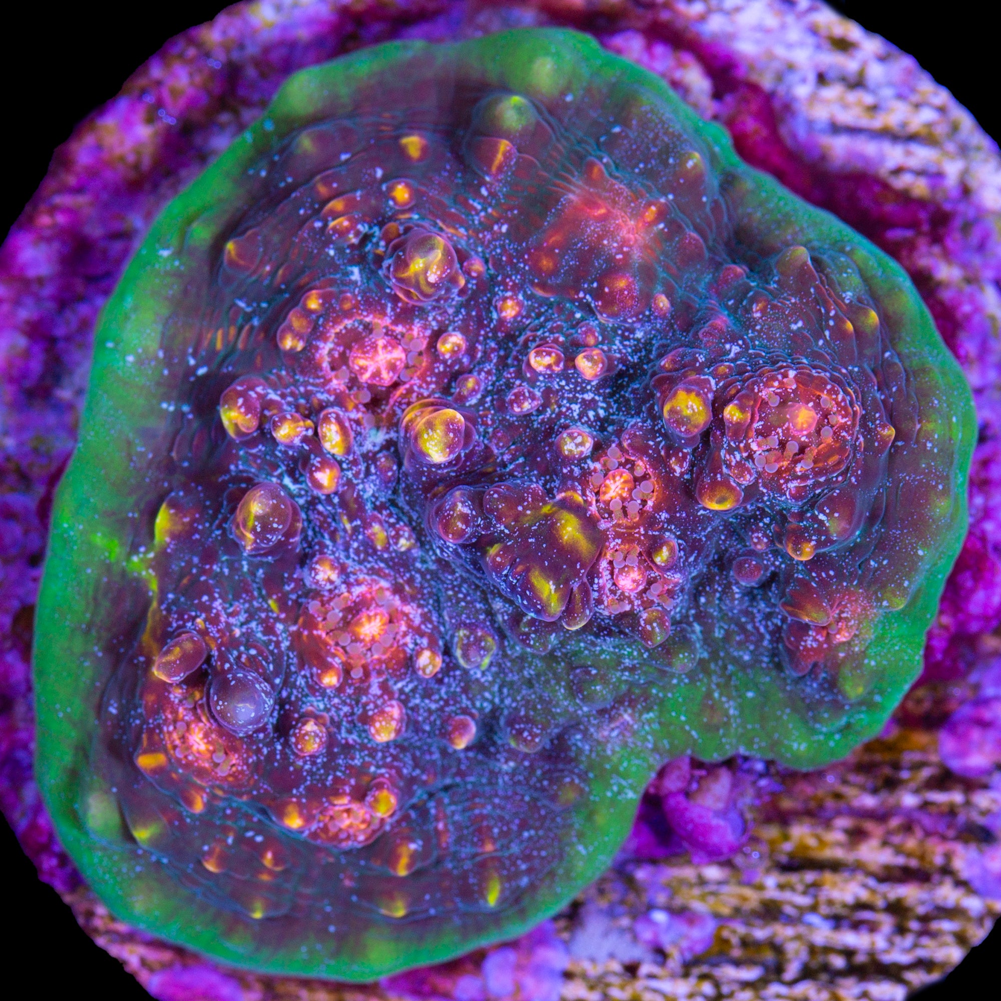 Vivid's Cosmos Echinophyllia Coral