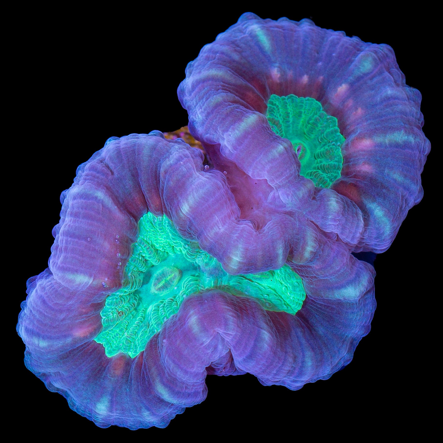 Multicolor Candy Cane Coral