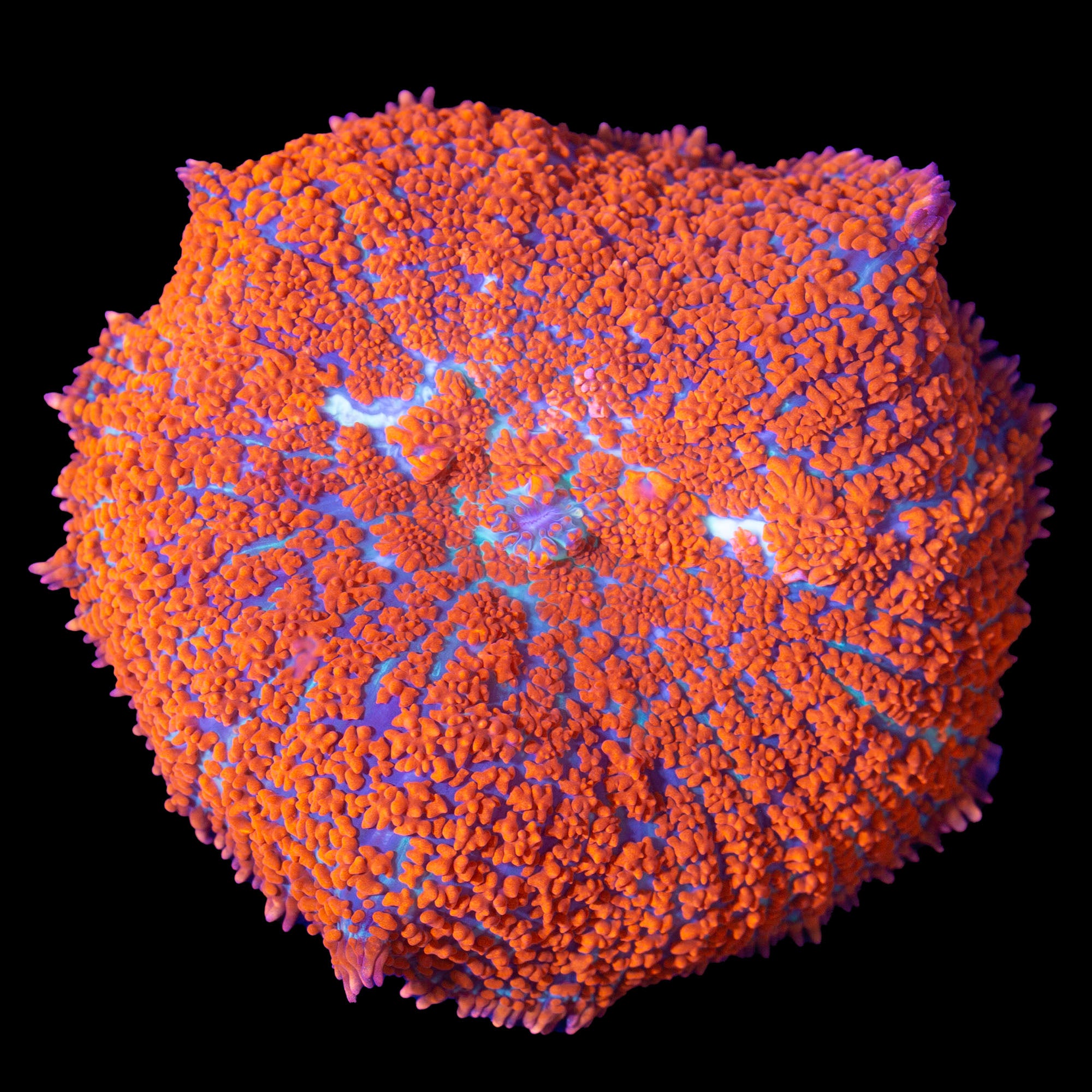 XL Ultra Superman Bullseye Mushroom - Aquacultured