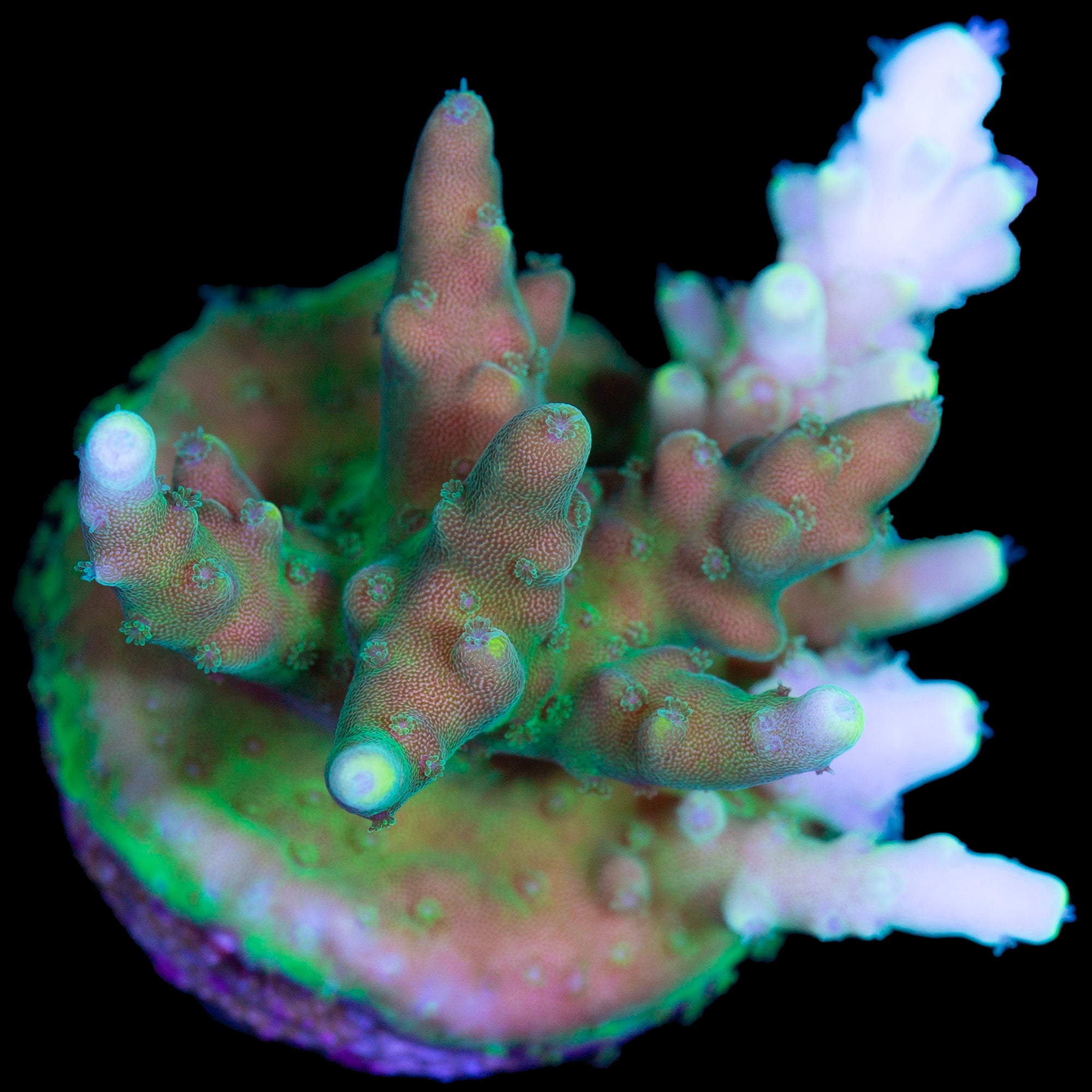 Candyland Acropora Coral