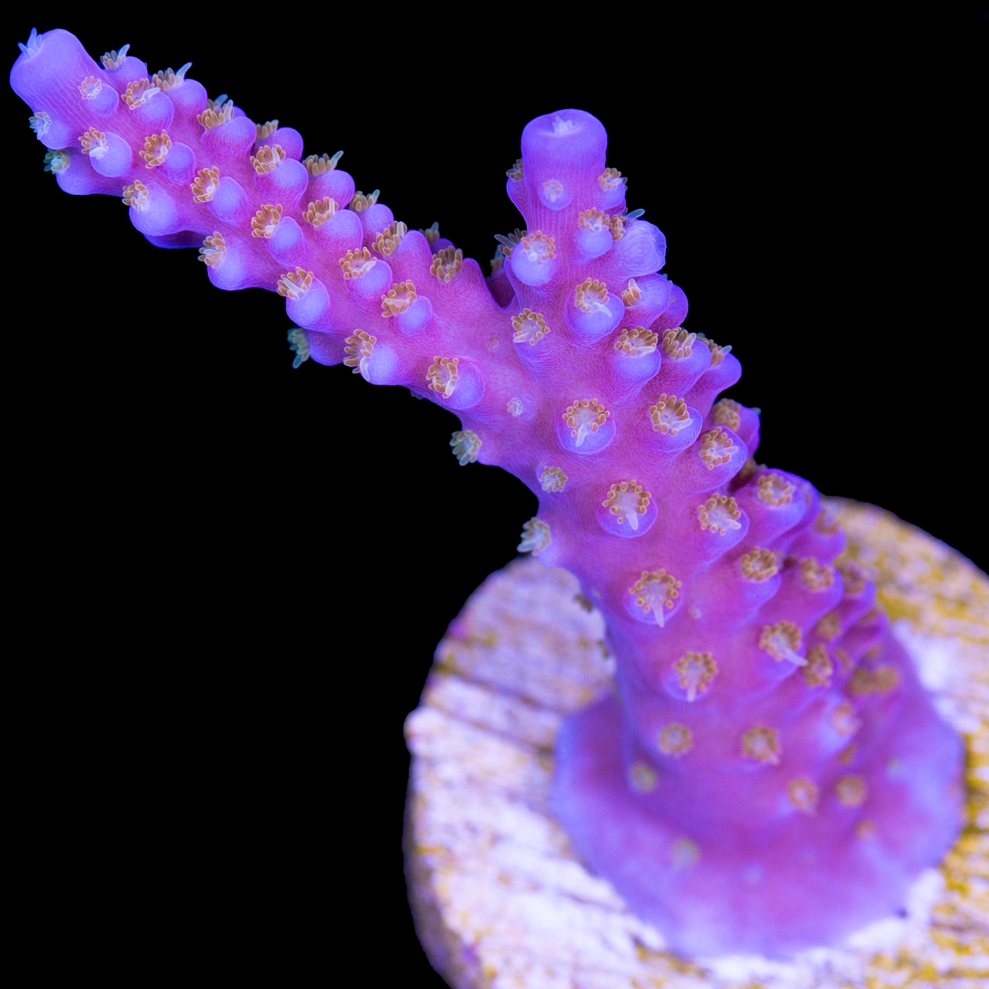 ARC Fireworks Acropora Coral