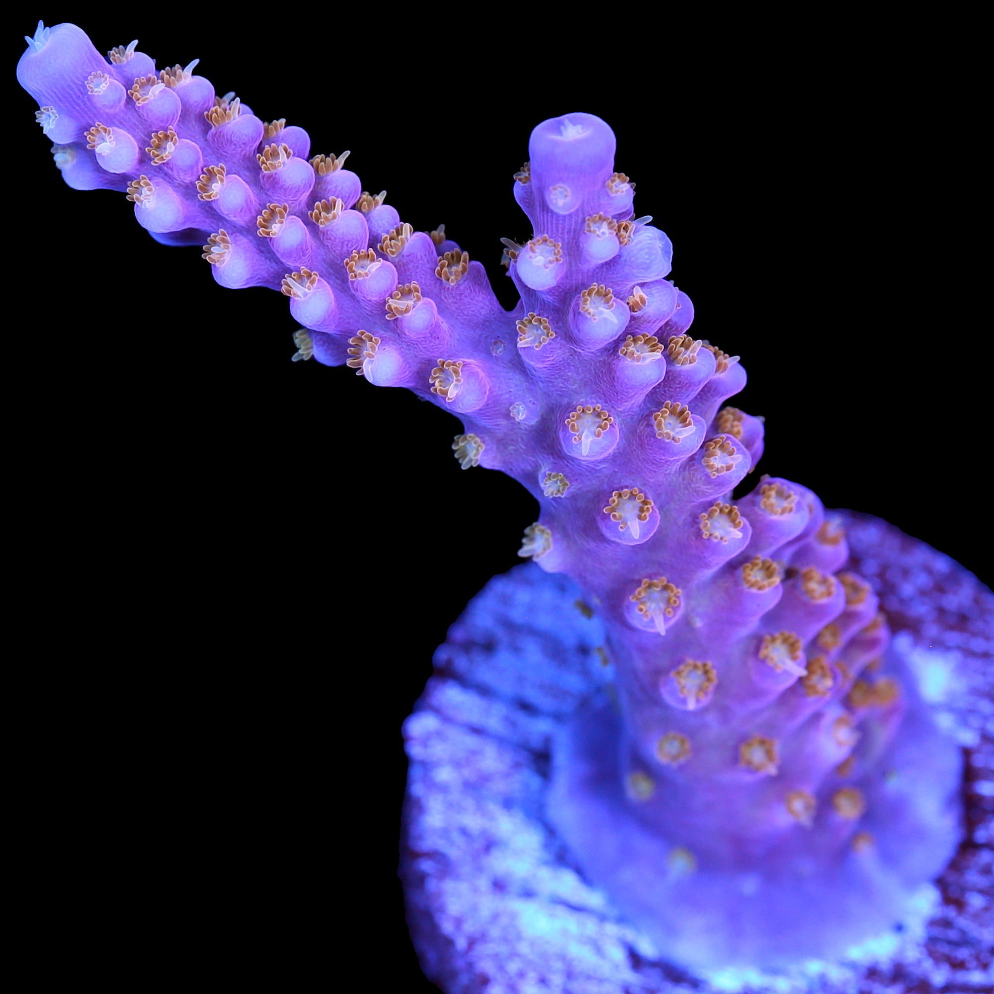 ARC Fireworks Acropora Coral