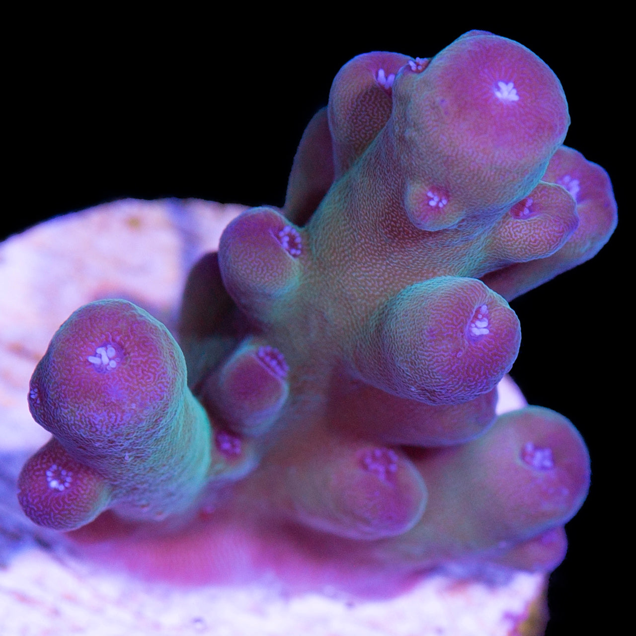 Grapevine Granulosa Acropora Coral