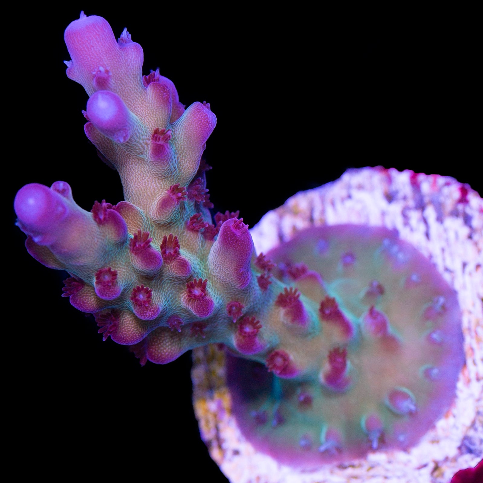 RRC OG Avenger Acropora Coral