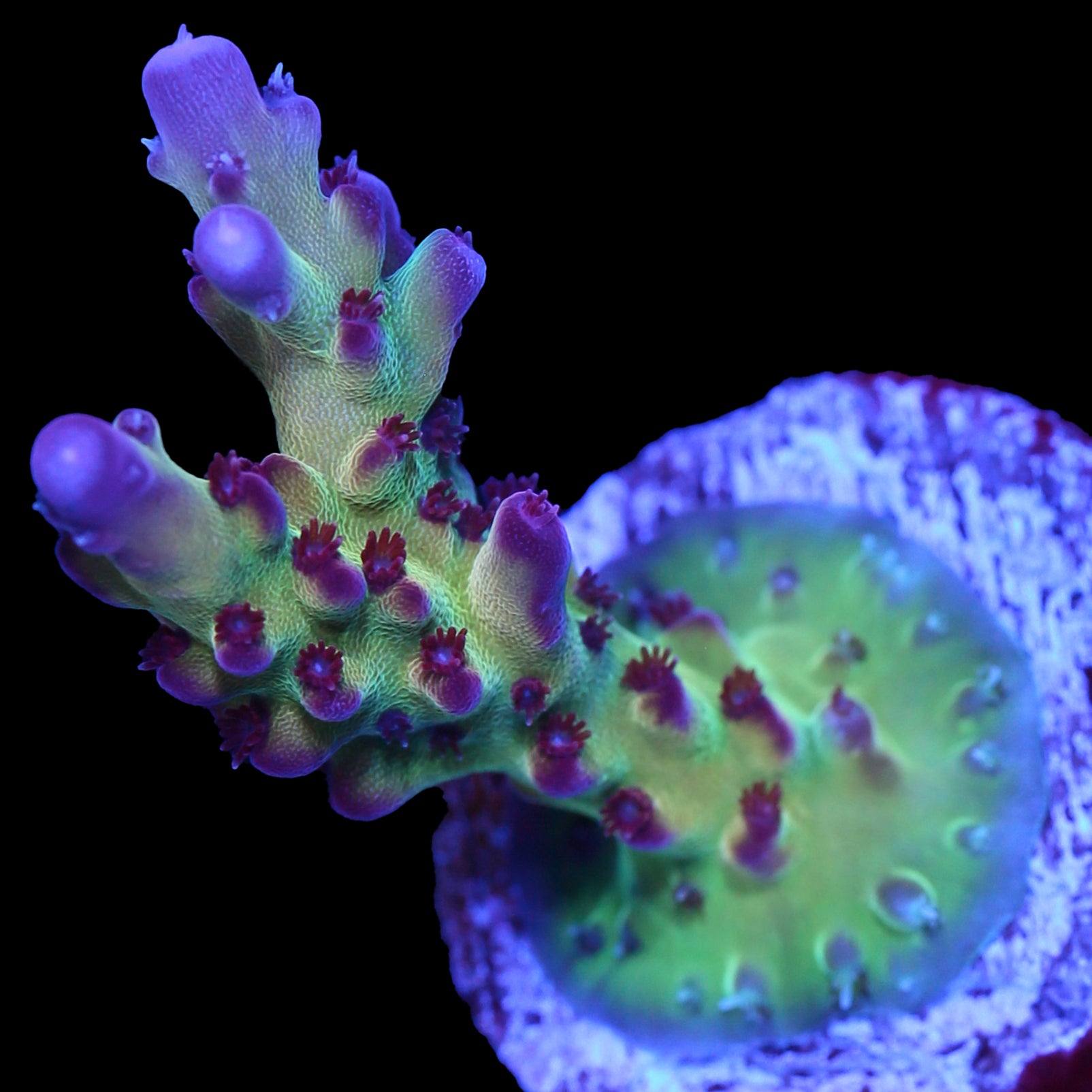 RRC OG Avenger Acropora Coral