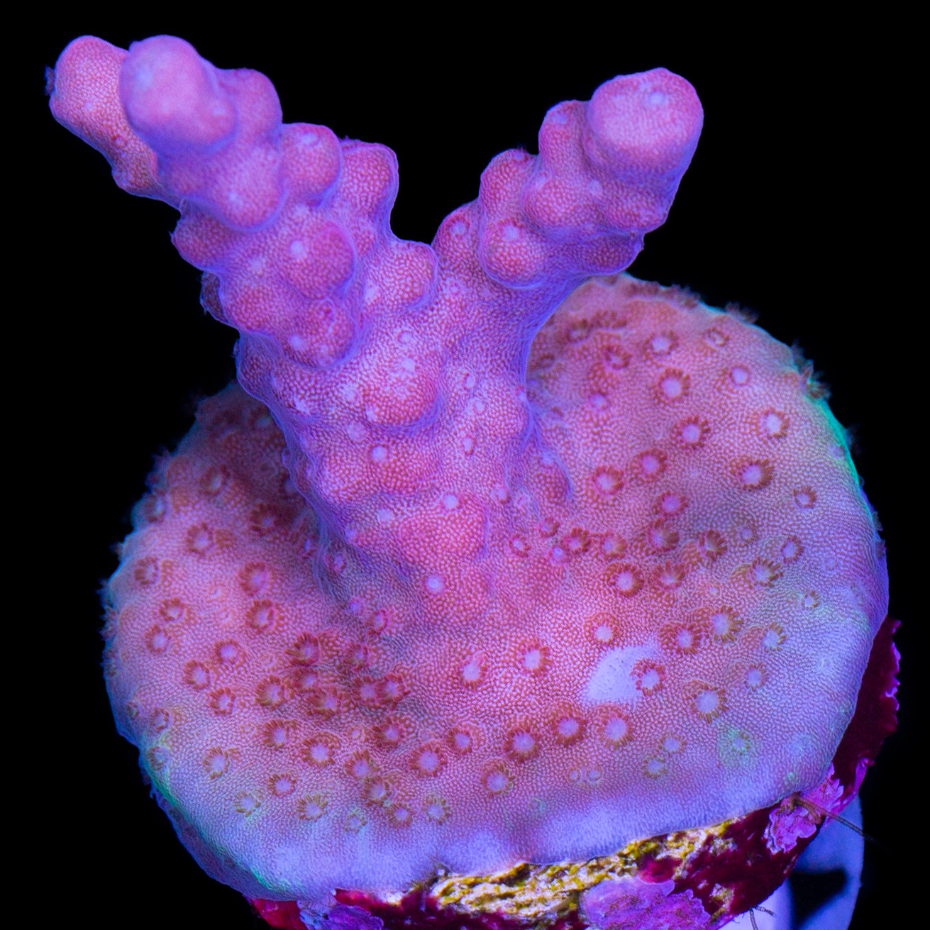 Pink Smoothie Acropora Coral