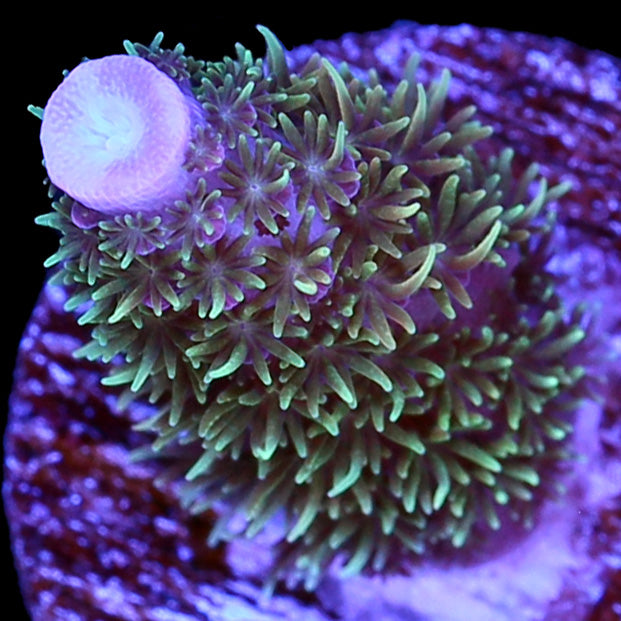 Hugo's Rainbow Staghorn Acropora Coral