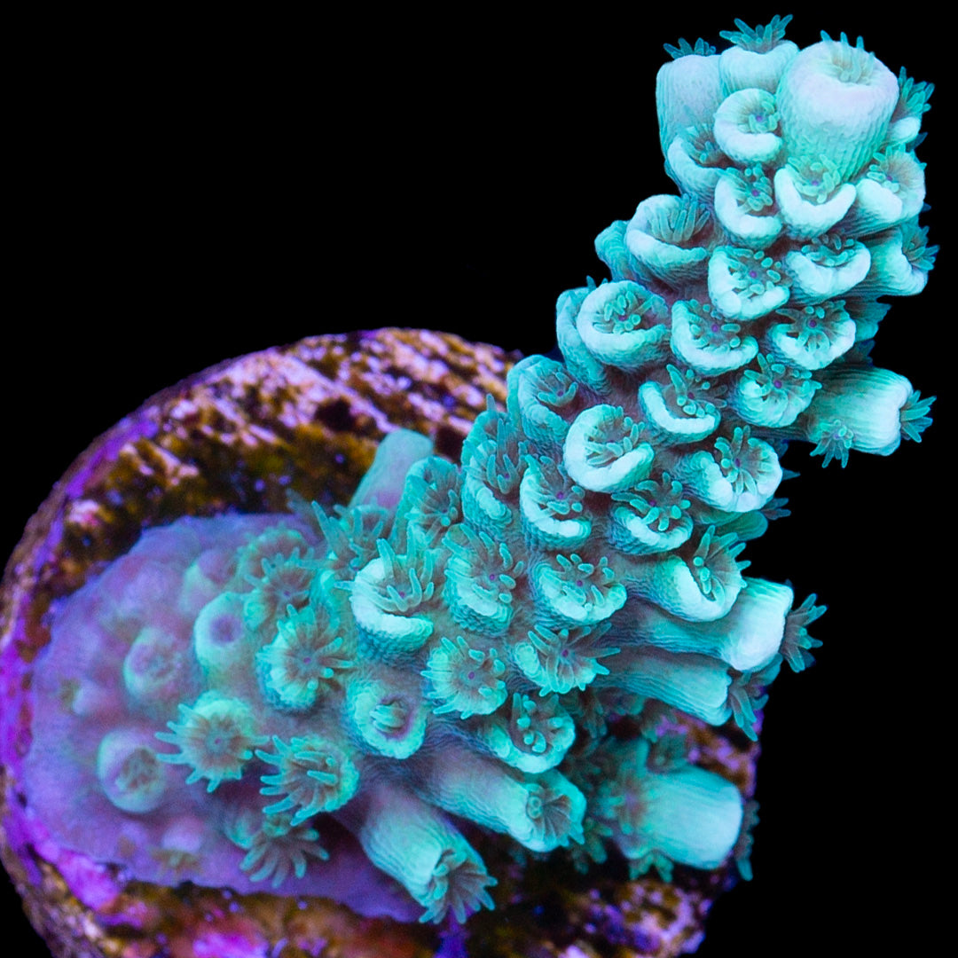 Vivid's Turquoise Dream Tenuis Acropora Coral