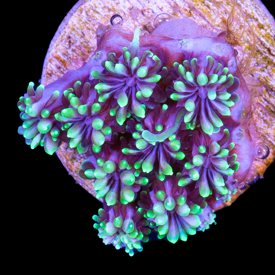 Galexea Coral