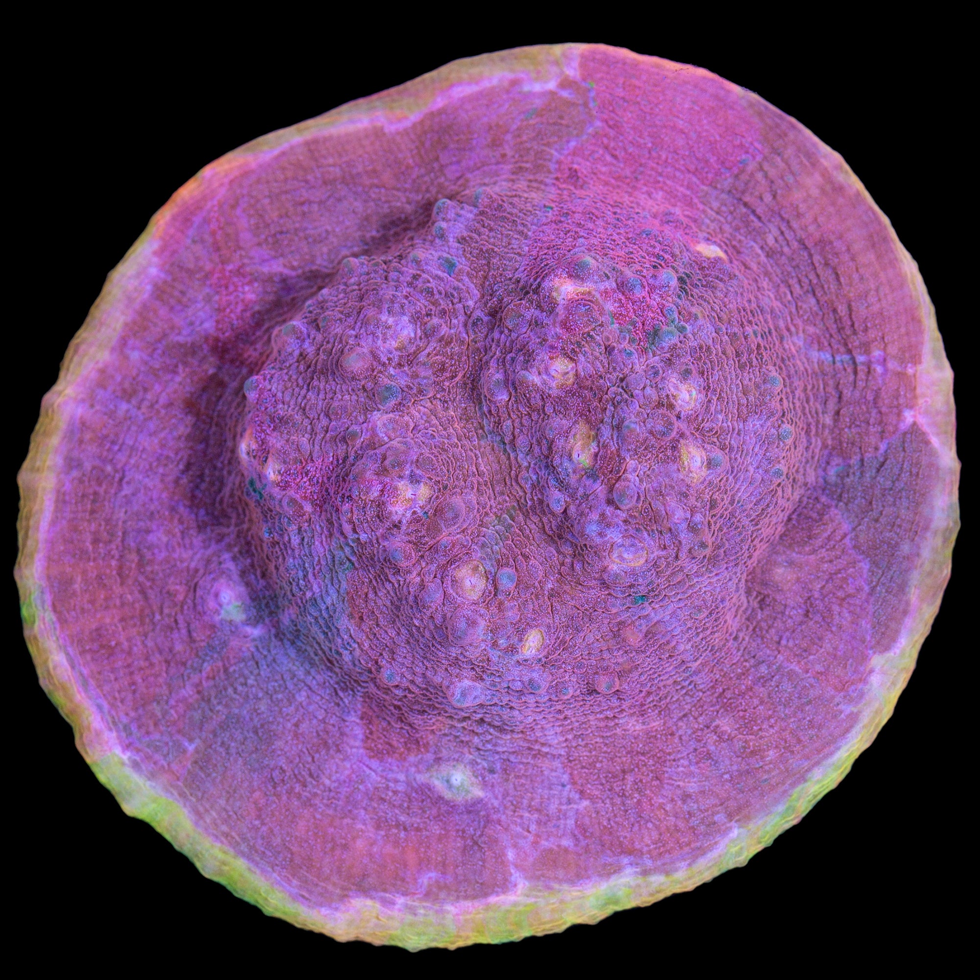 Pastel Rainbow Echinphyllia Coral