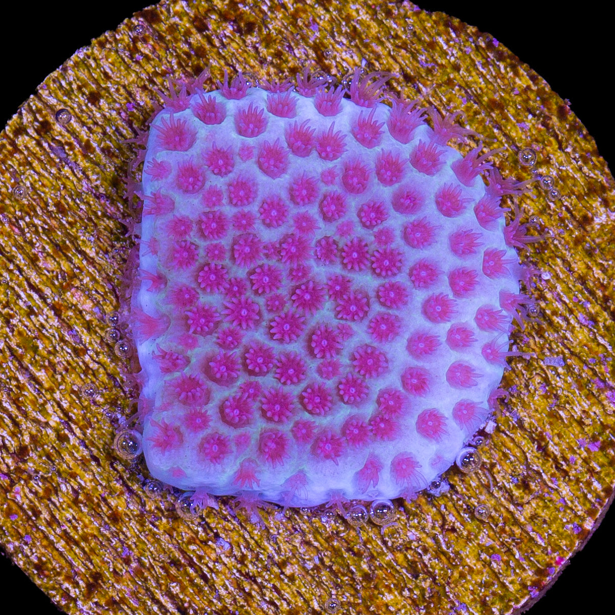 Pink Sand Dollar Porites Coral