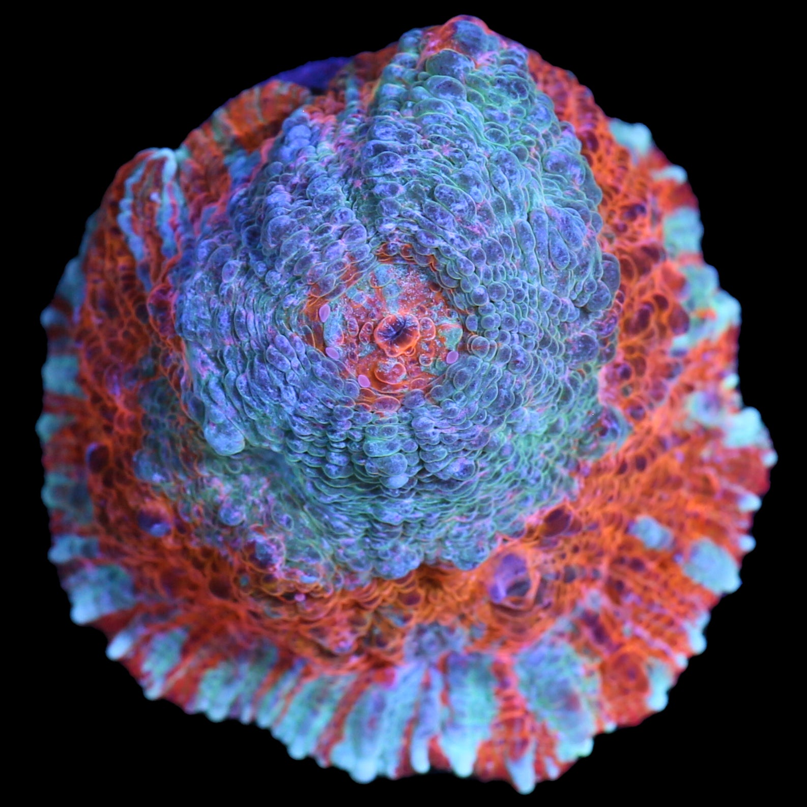 Turquoise Dream Echinophyllia Coral