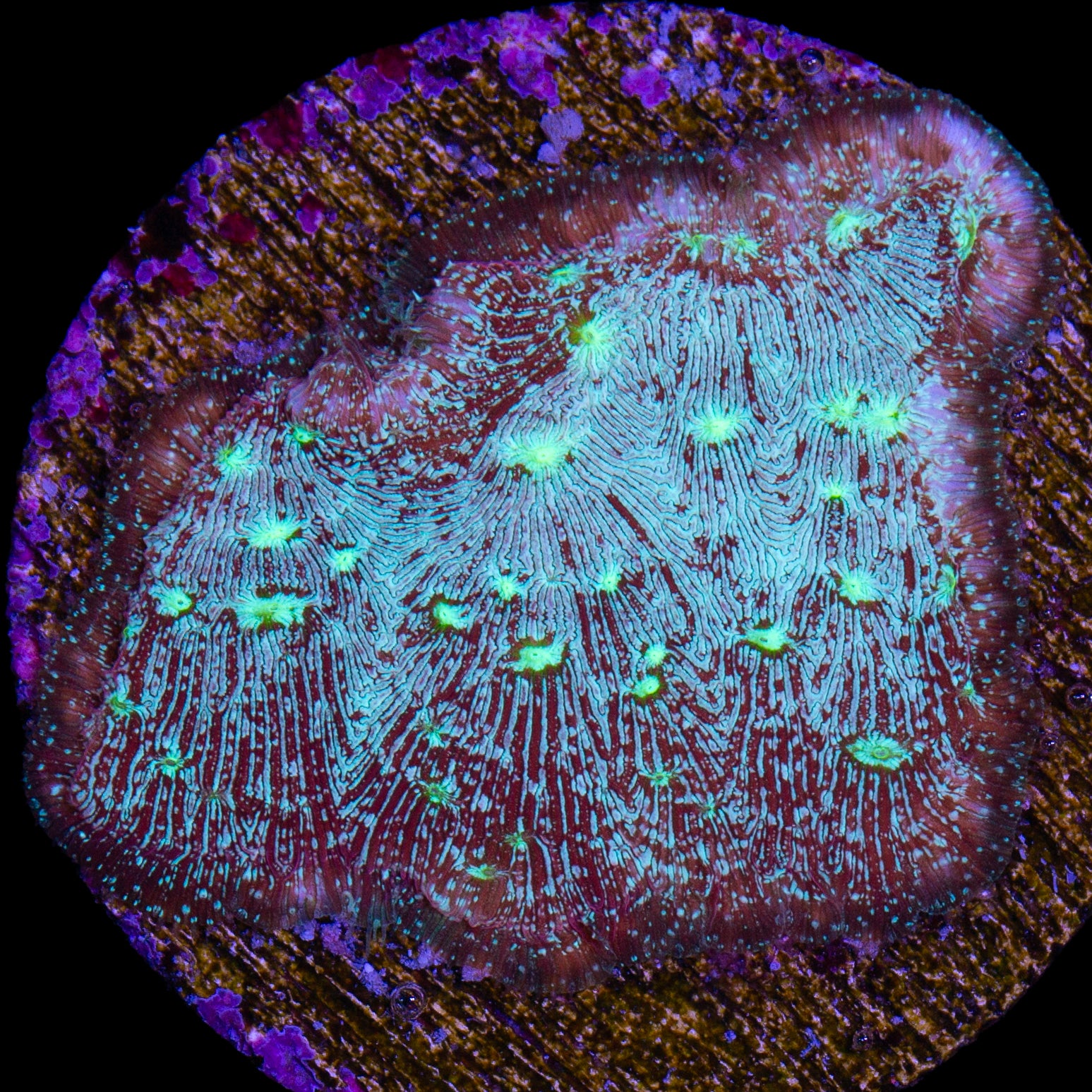 Red Robin Leptoseris Coral