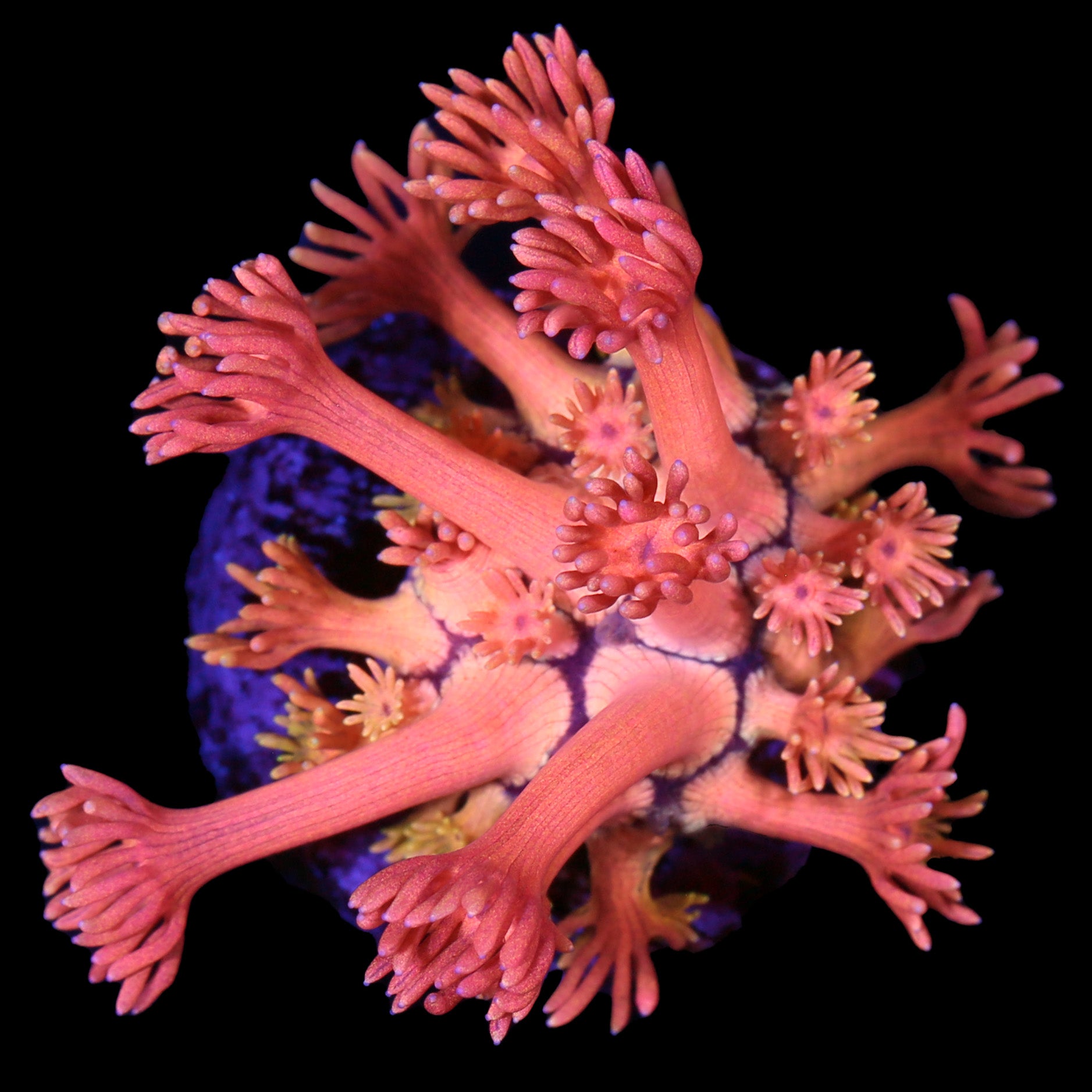 Vivid's Orange Dream Goniopora Coral