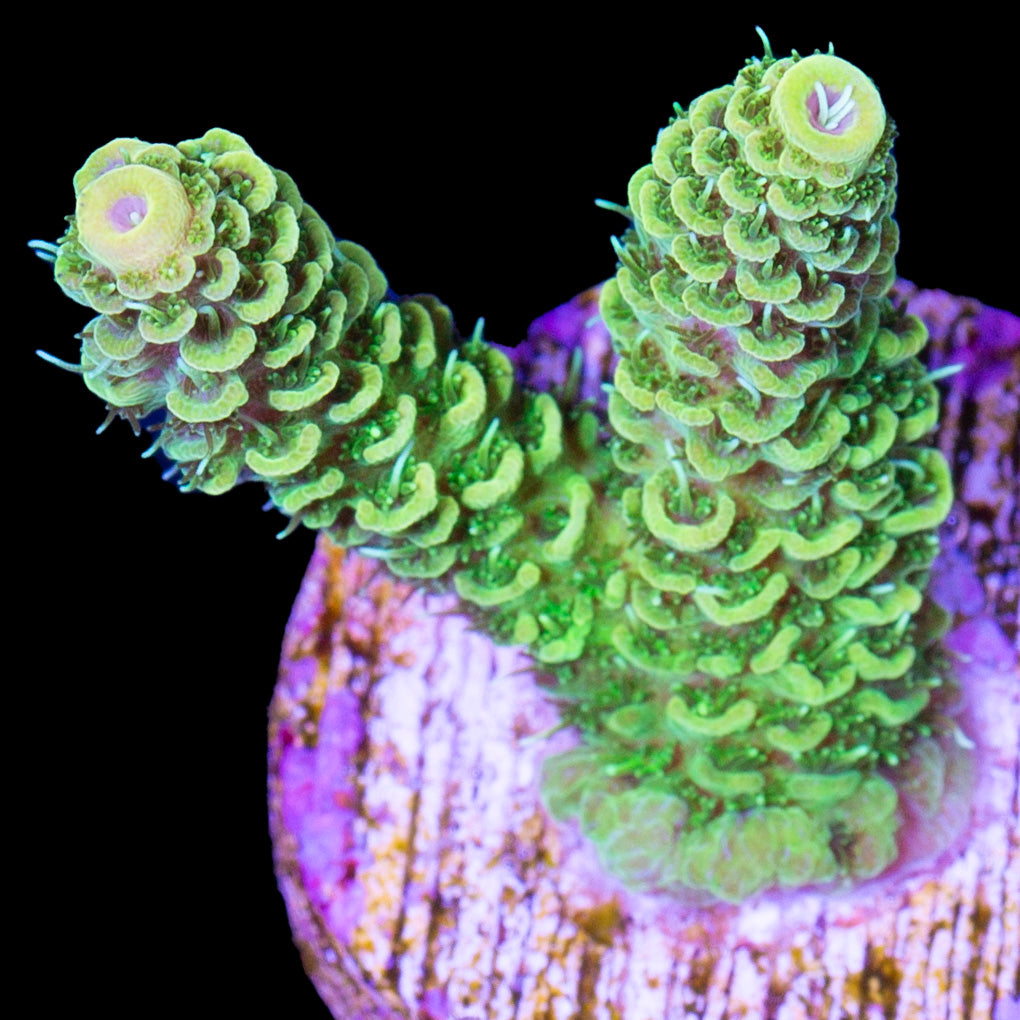 Vivid's Lemondrop Millepora Acropora Coral - New Release