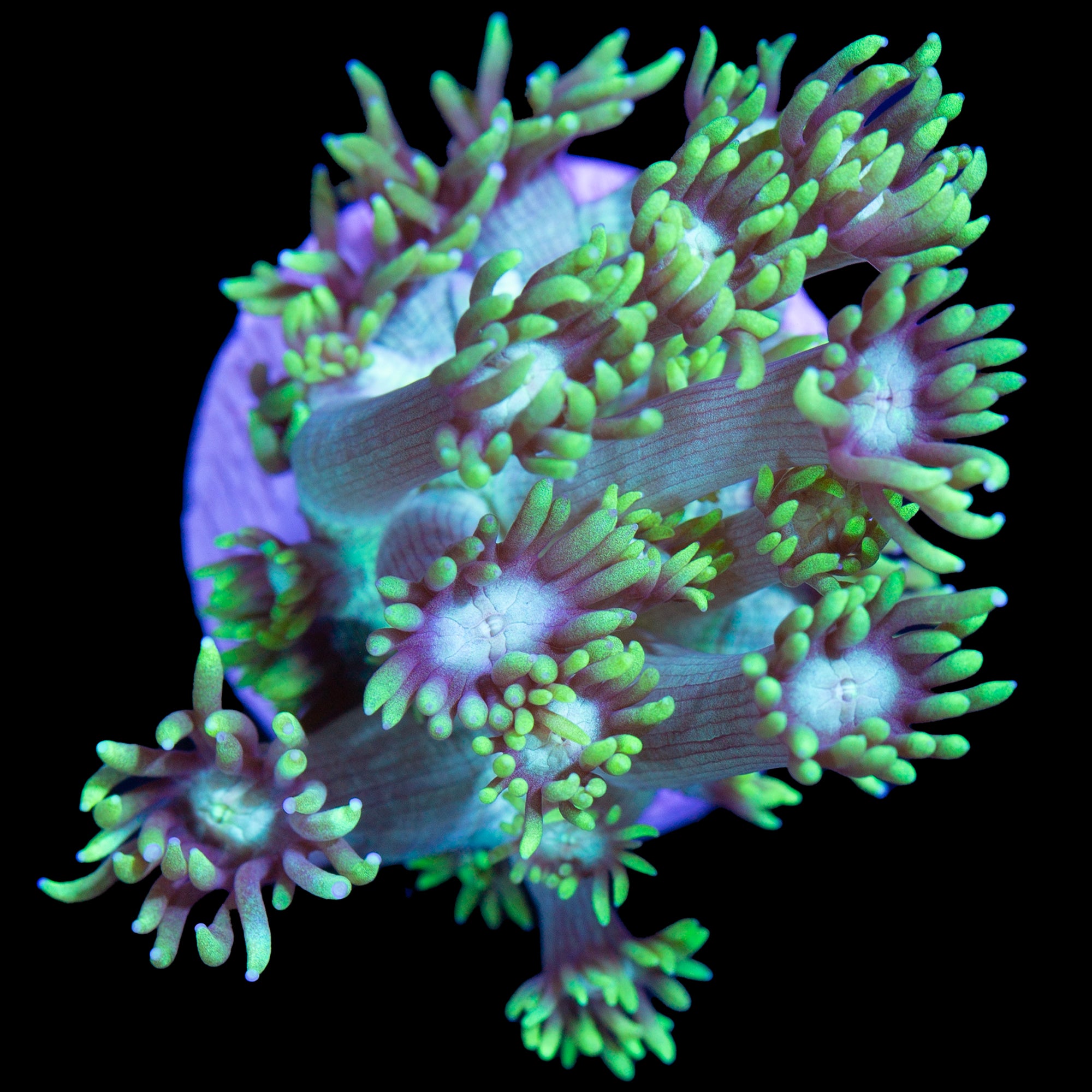 Green Goniopora Coral