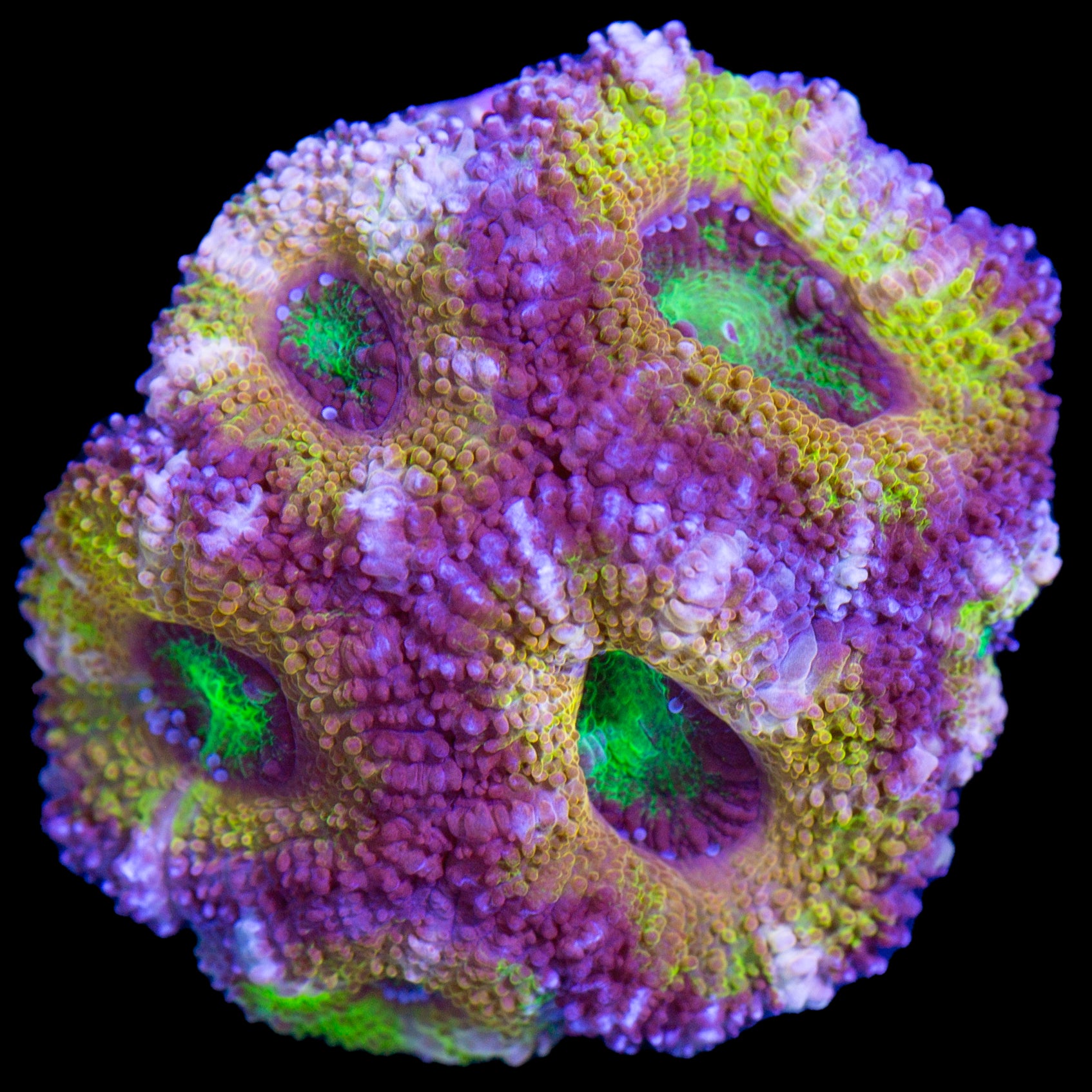 Gold Ring Acan Lord Coral