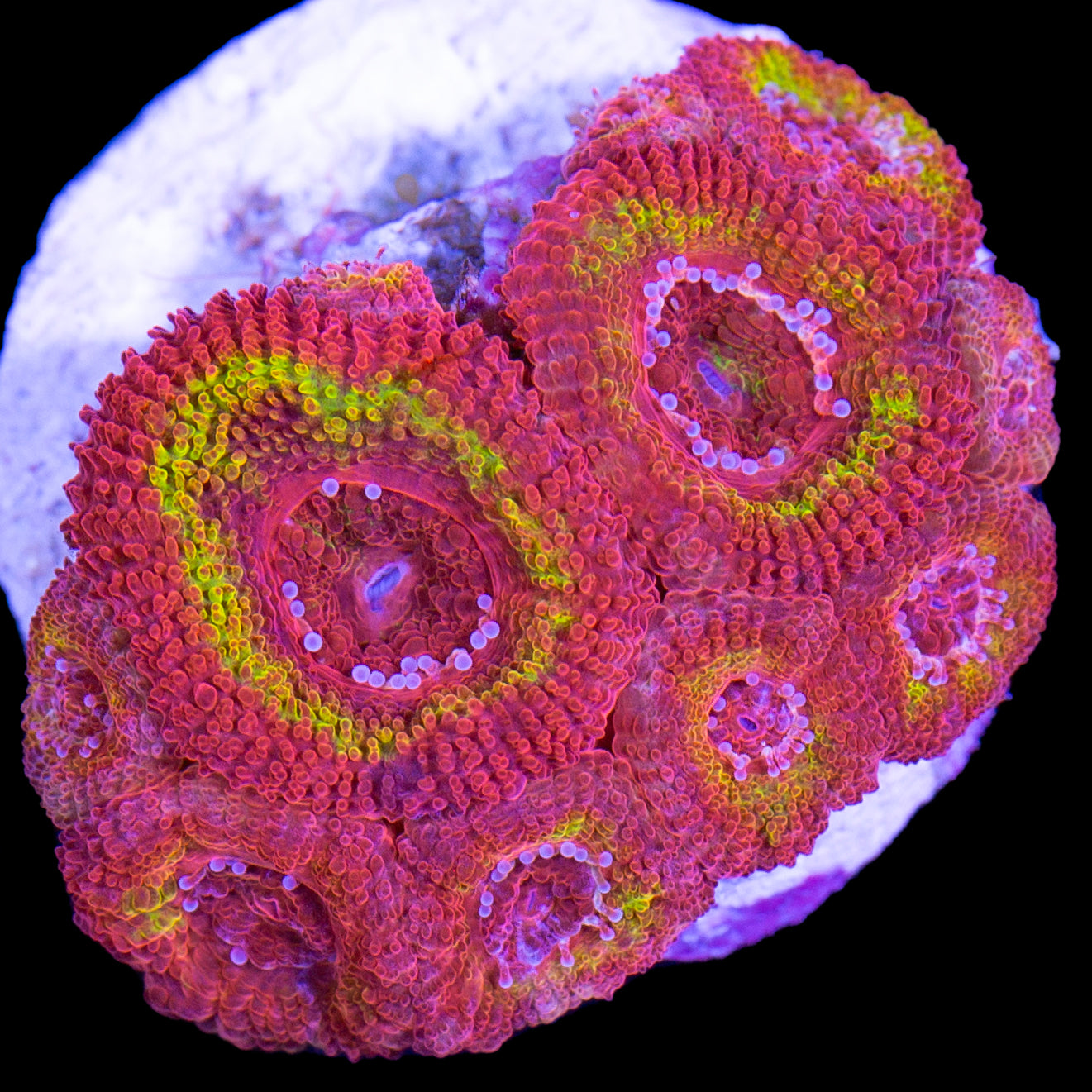 Iron Man Micromussa Coral