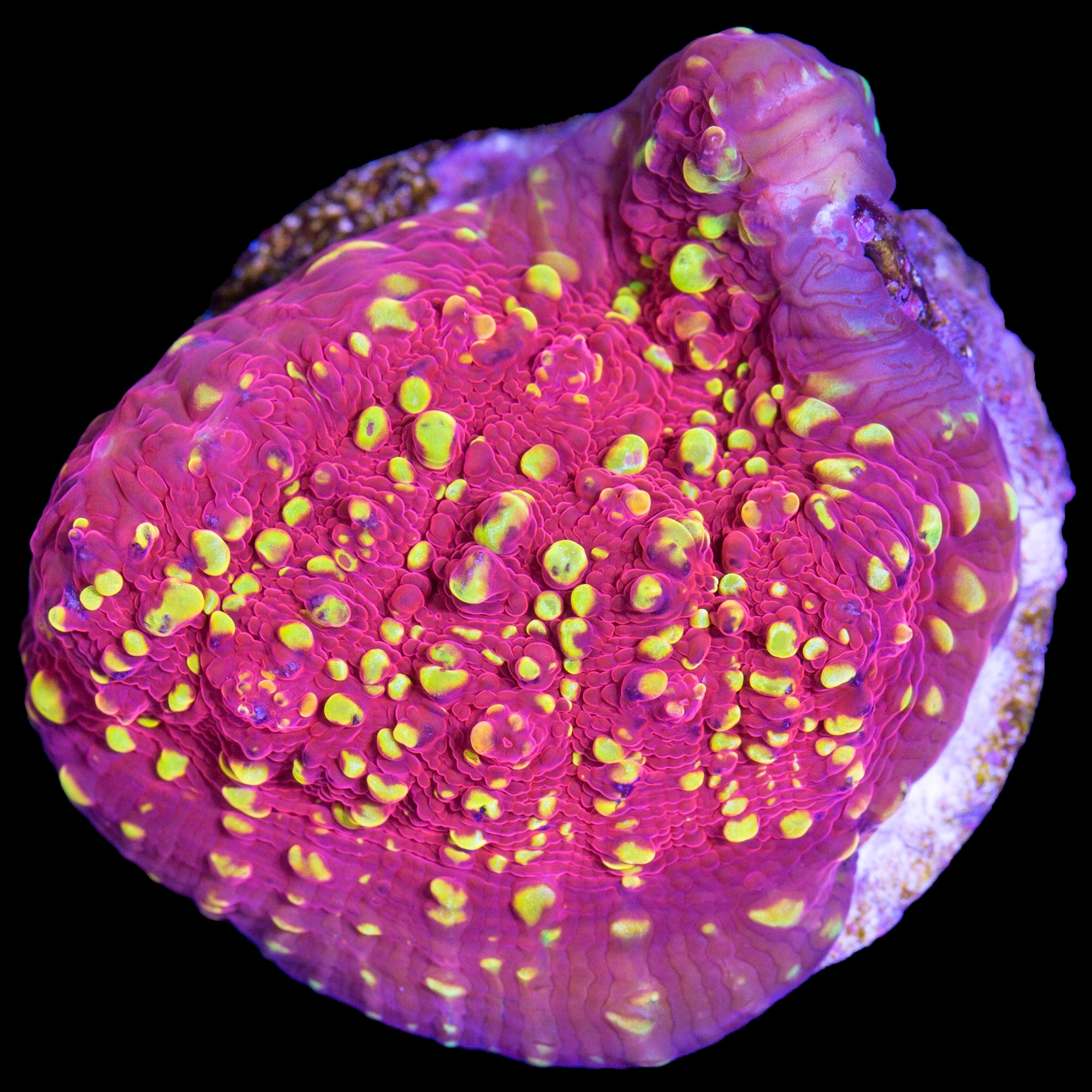 Vivid's Fireball Echinophyllia Coral