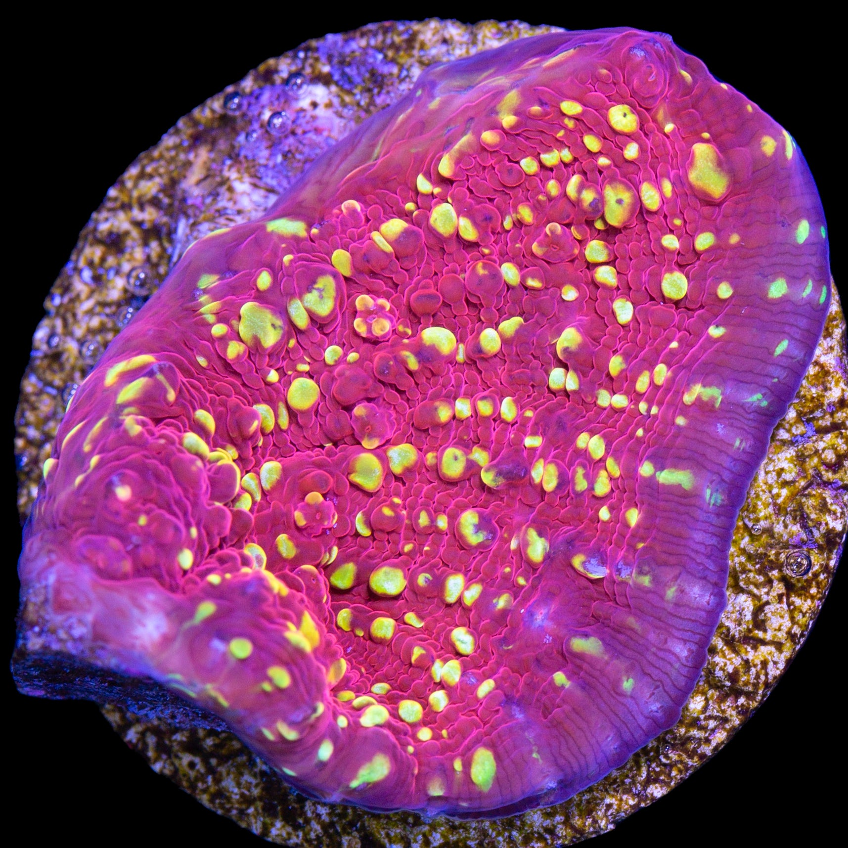 Vivid's Fireball Echinophyllia Coral