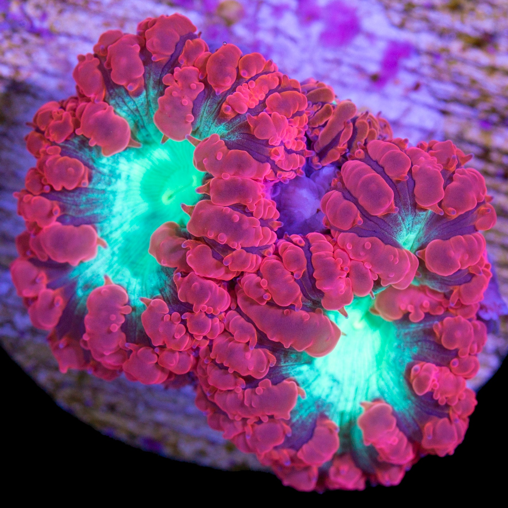 Red & Green Blastomussa Coral