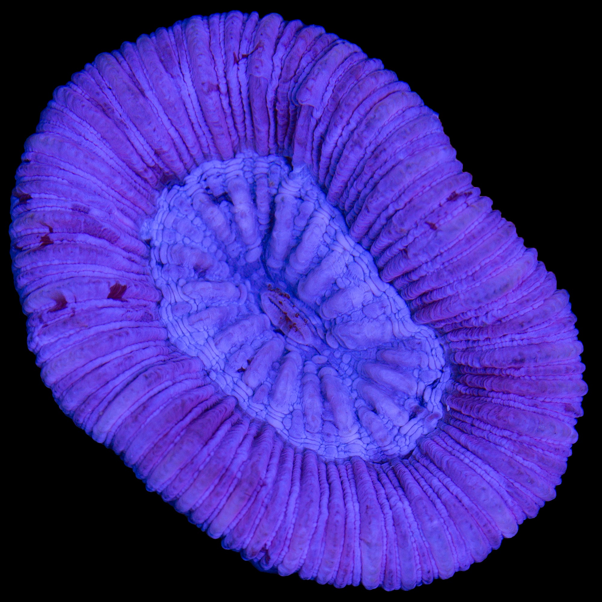 Lavender Trachyphyllia Coral