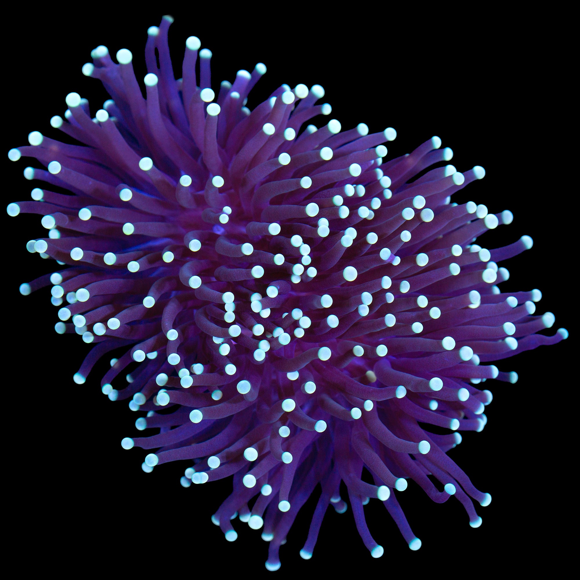 Skywalker Torch Coral