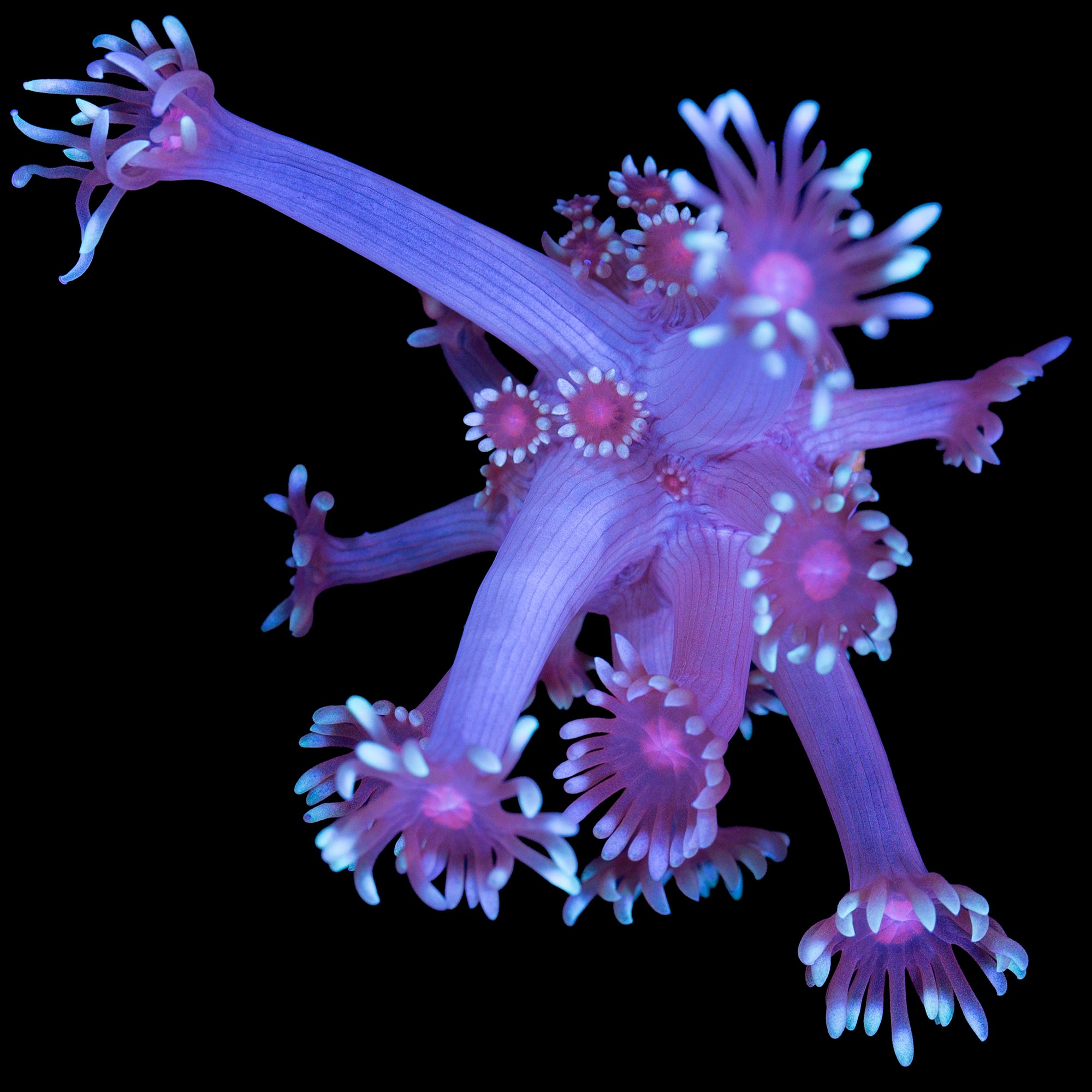 Vivid's Sakura Goniopora Coral