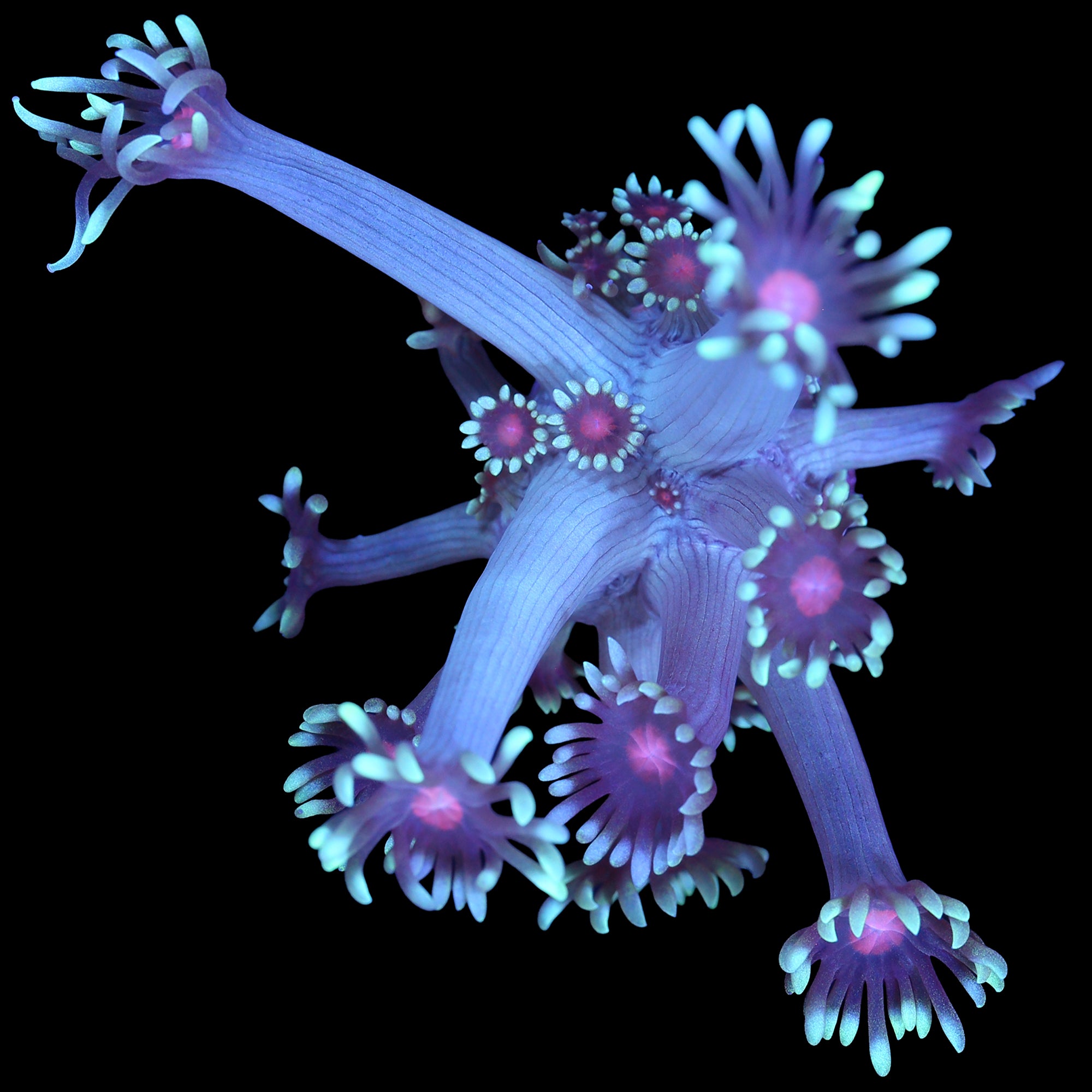 Vivid's Sakura Goniopora Coral