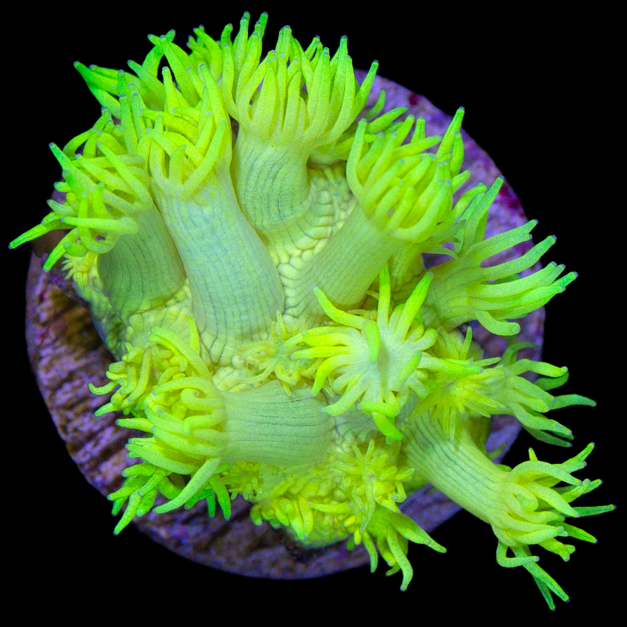Highlighter Goniopora Coral