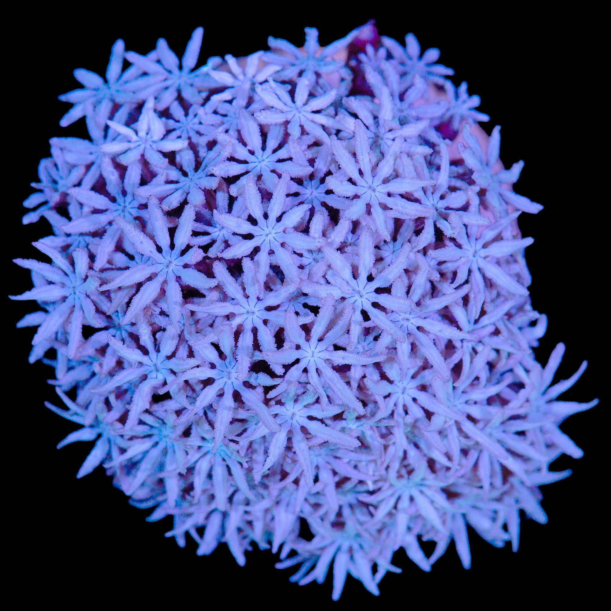Frosty Pipe Organ Coral