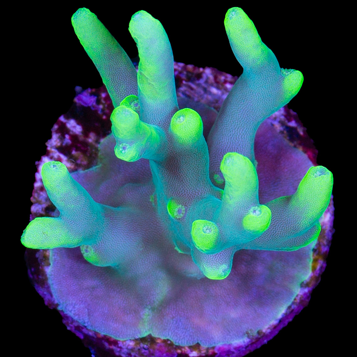 Vivid's Glowstick Acropora Caroliniana Coral