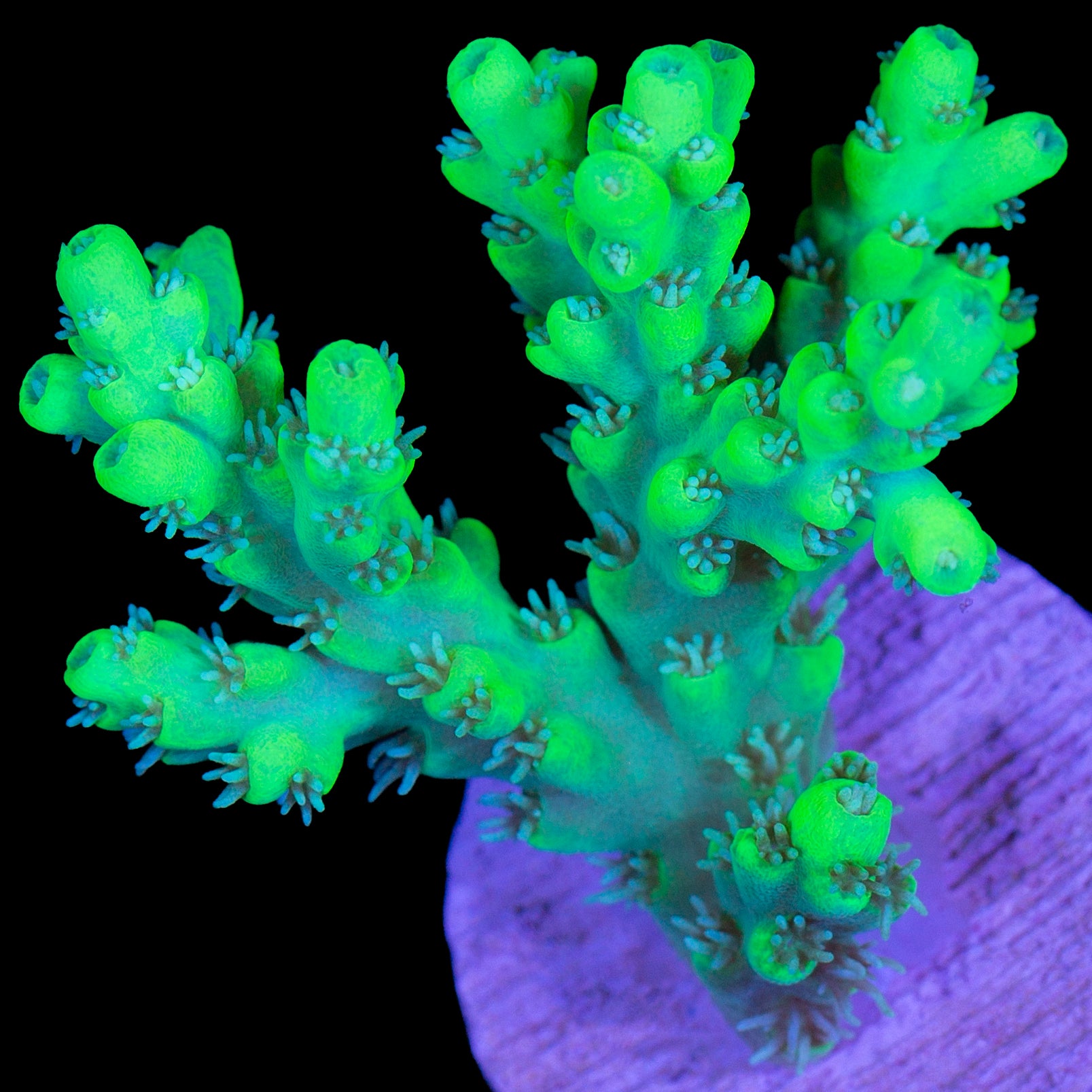 Toxic Table Acropora Coral