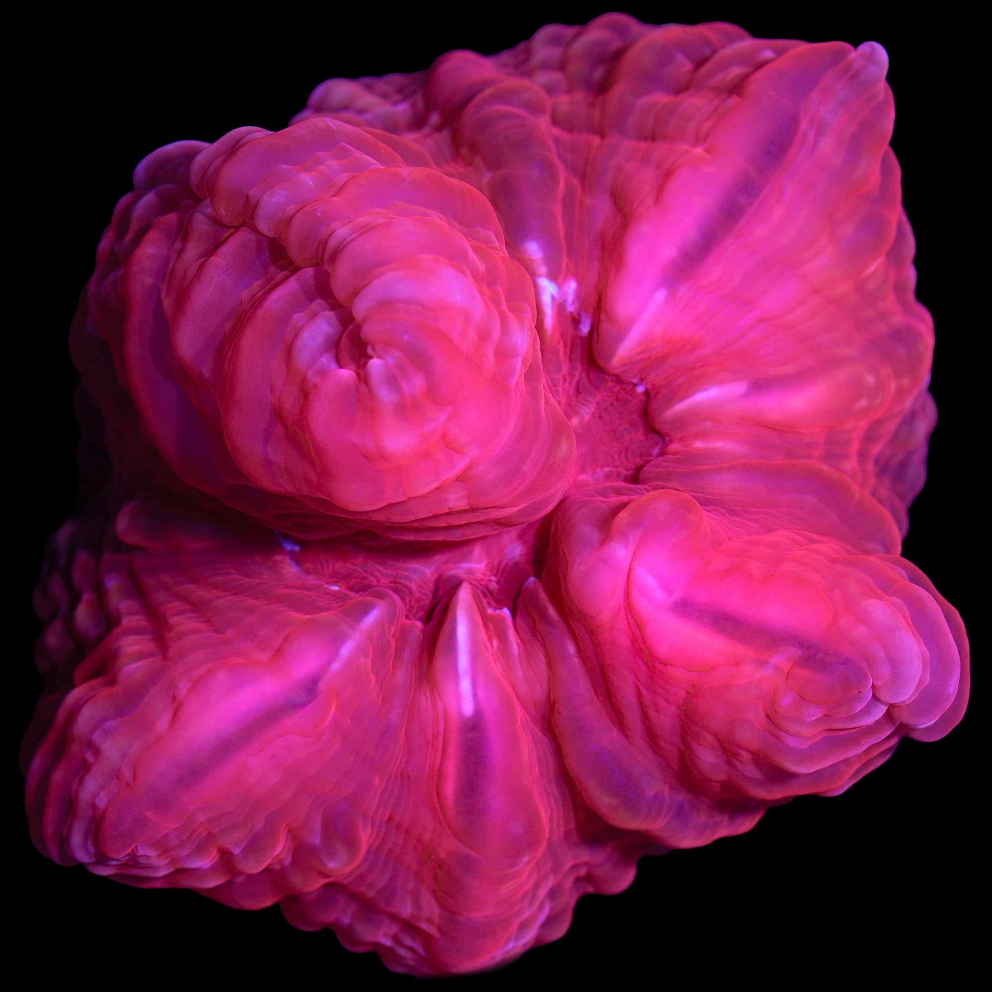 Ultra Red Cynarina Coral from Taiwan