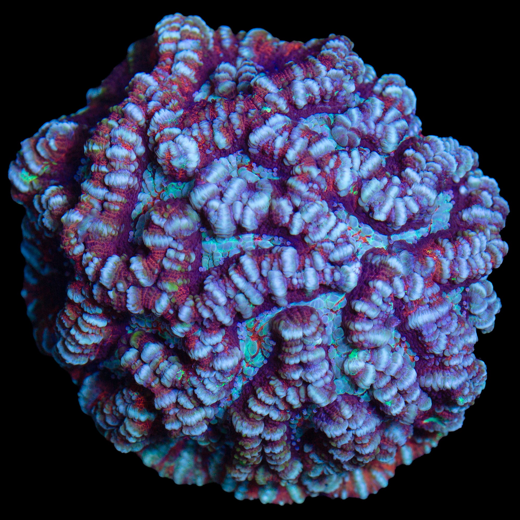 Rainbow Symphyllia Wilsoni Coral Colony