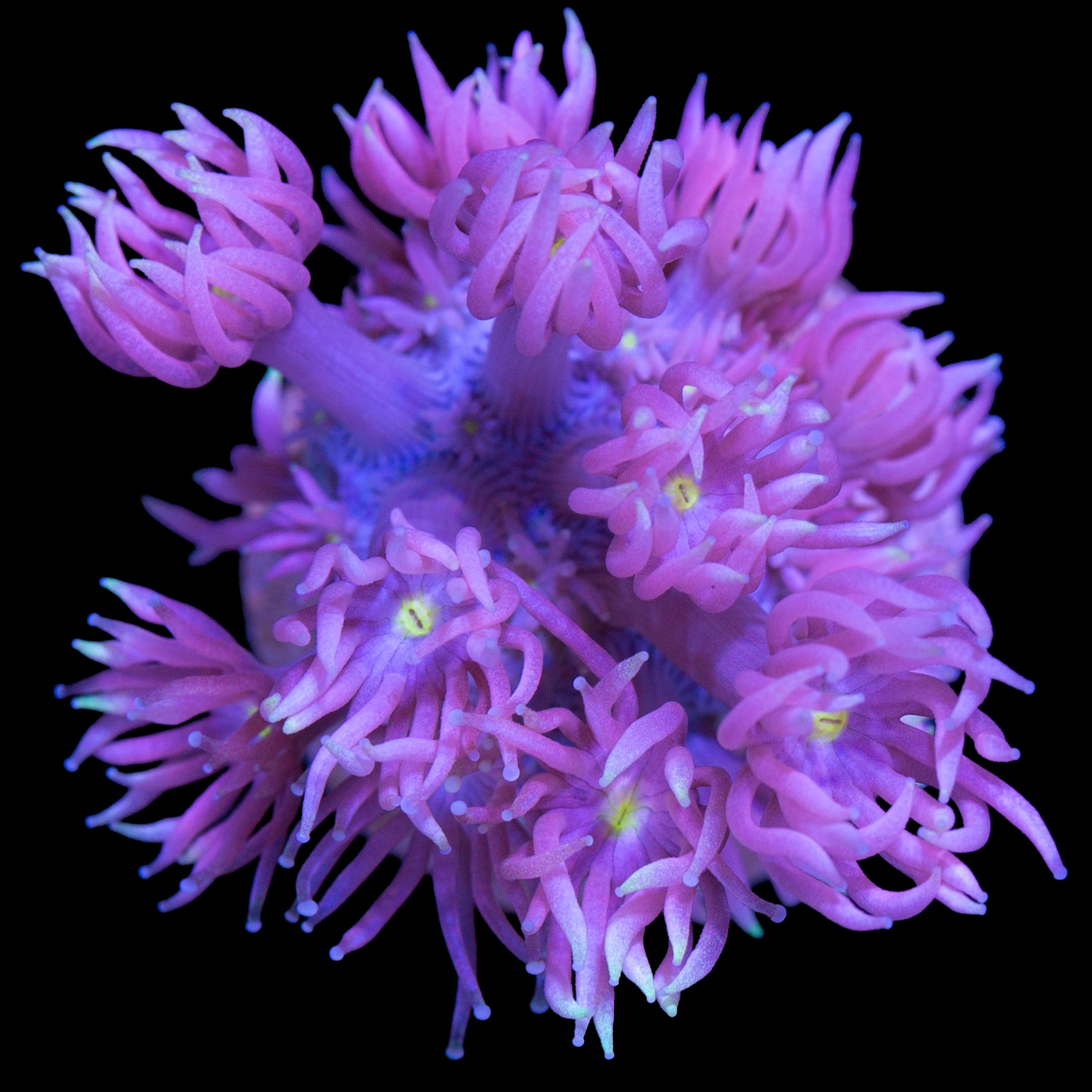 Pink Firefly Goniopora Coral