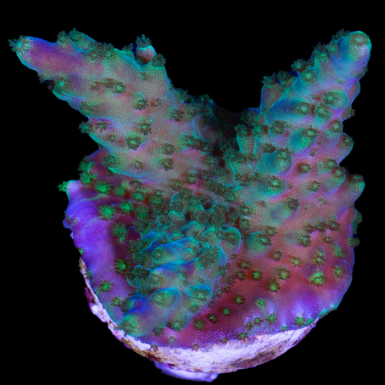 Purple Valida Acropora Coral