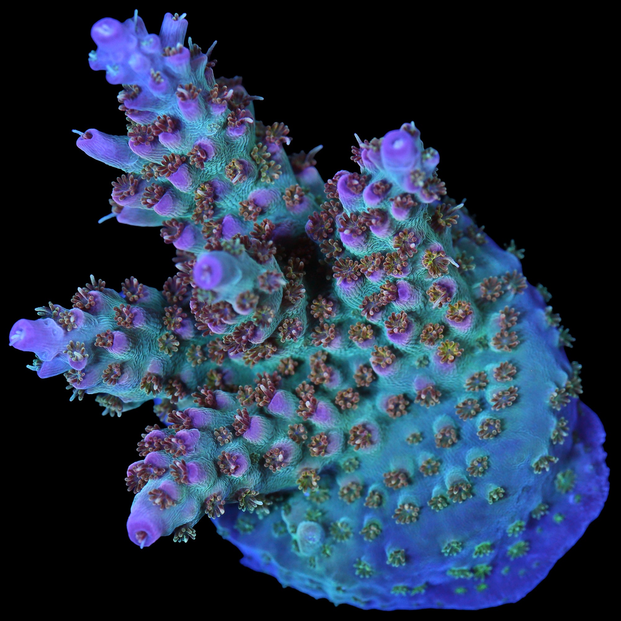 Vivid's Royal Flush Acropora Coral