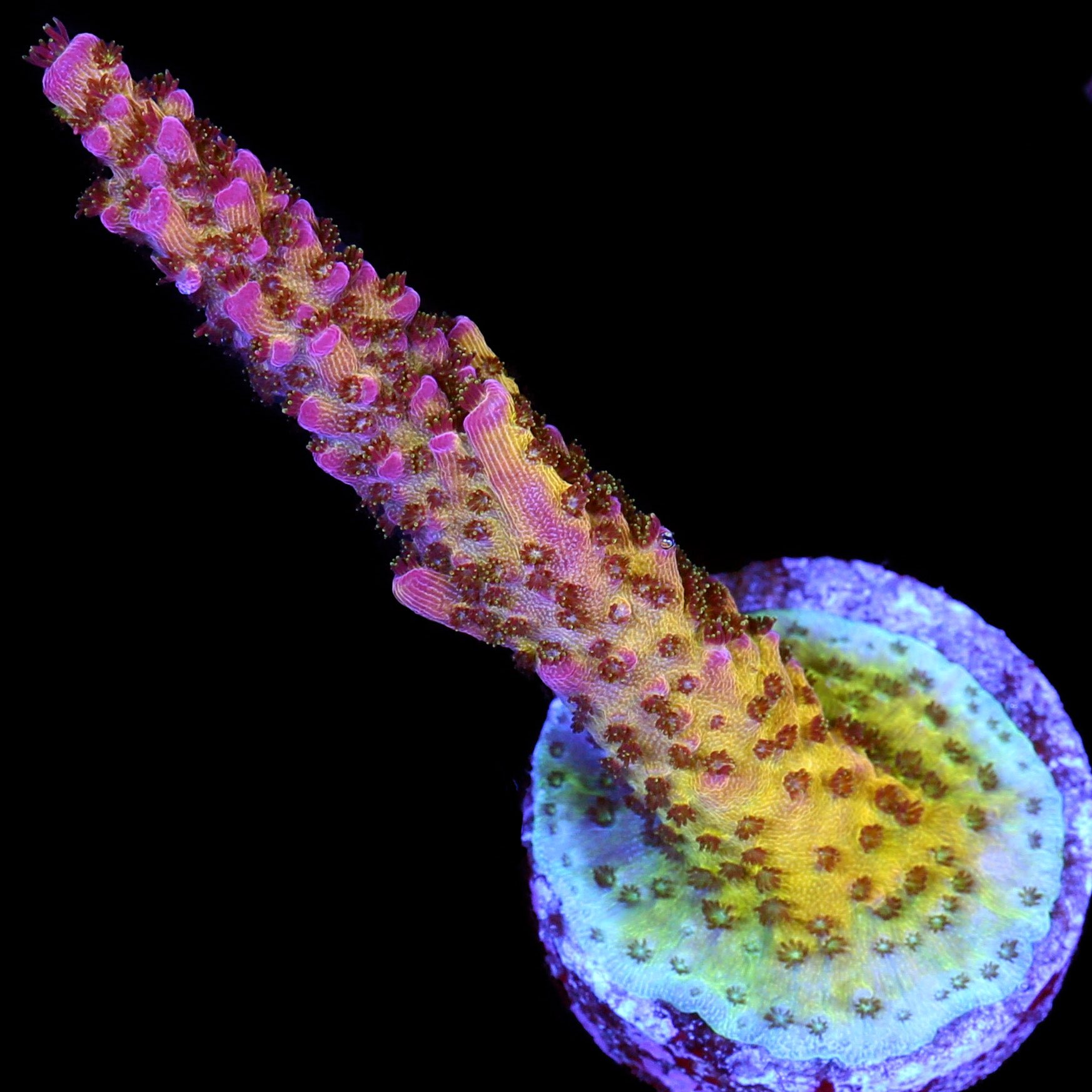 PC Rainbow Acropora Coral