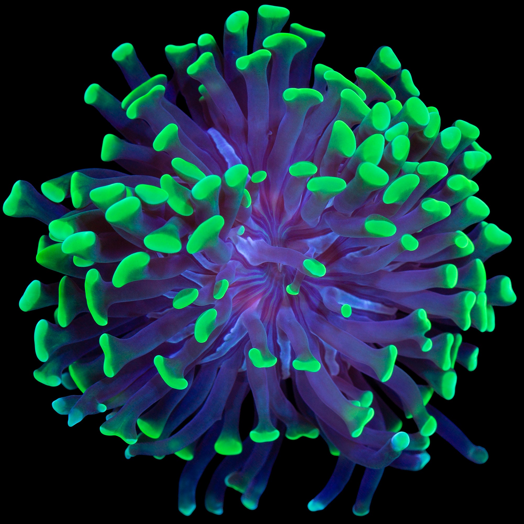 Metallic Green Branching Hammer Coral