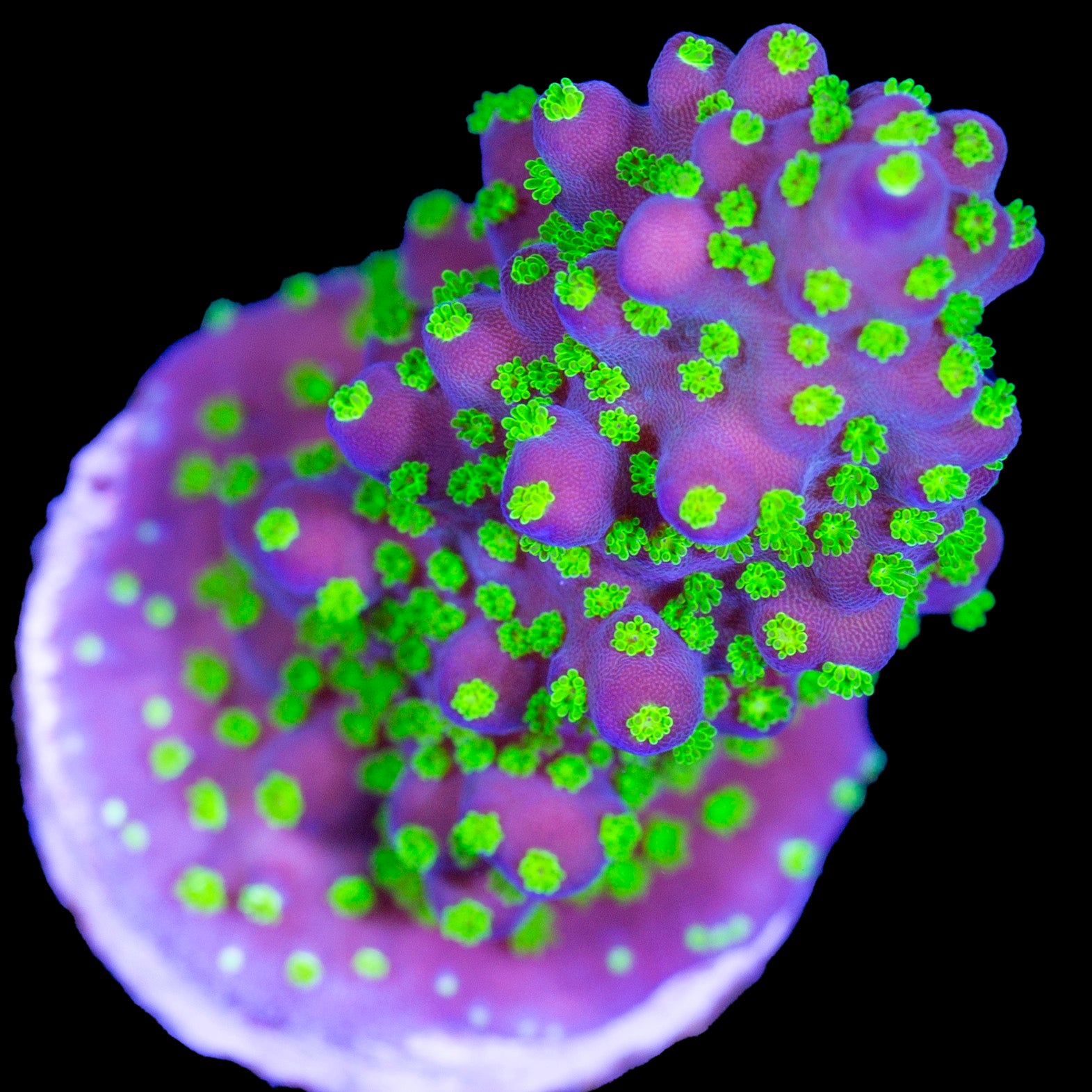 Tricolor Acropora Coral