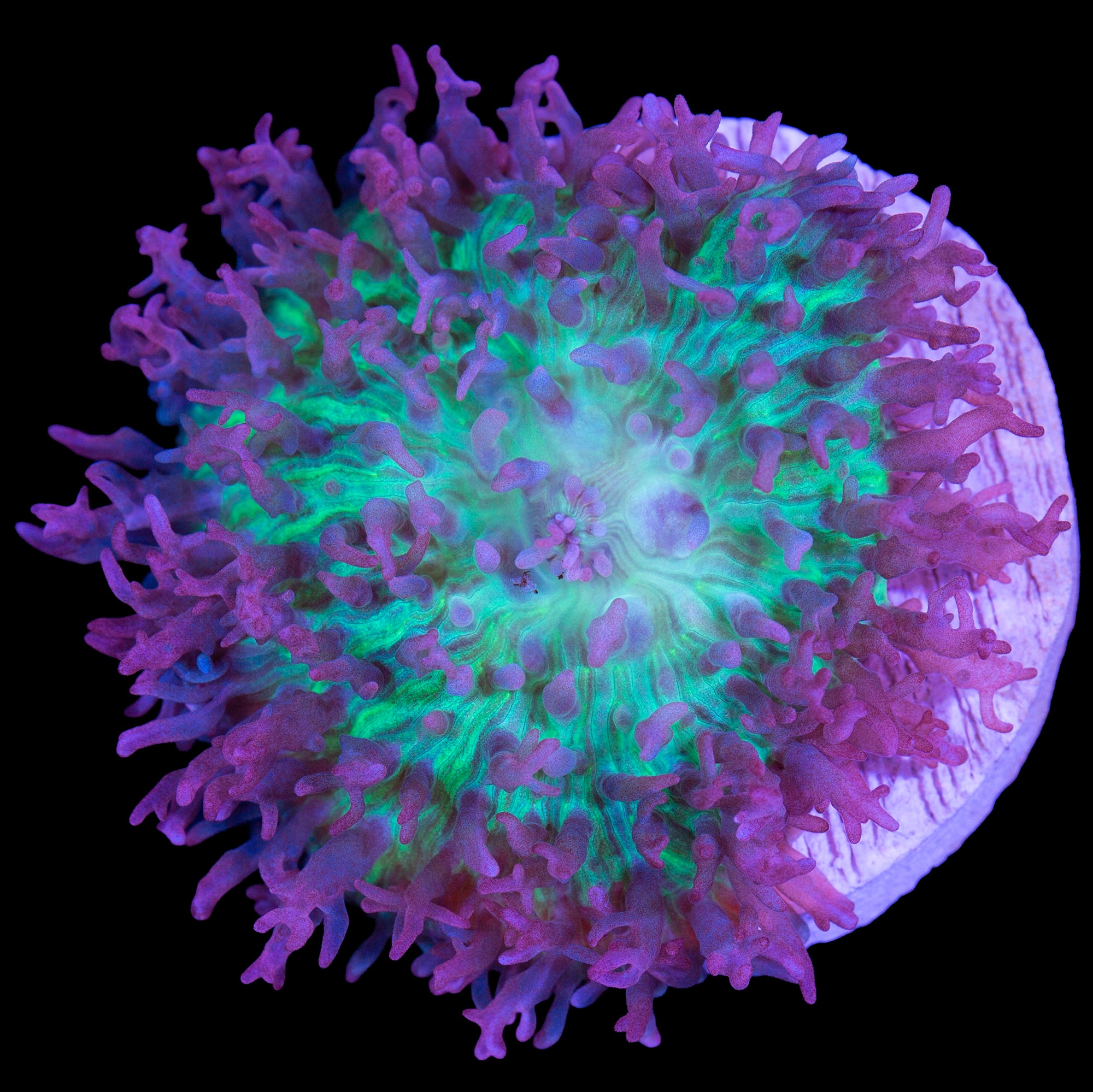 Lavender Hairy Mushroom