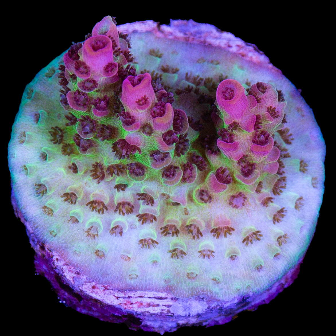 Red Planet Acropora Coral