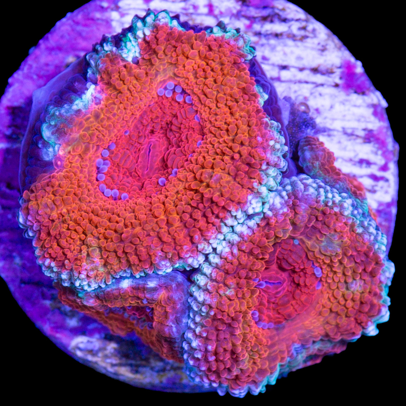 Silver Rim Acan Coral