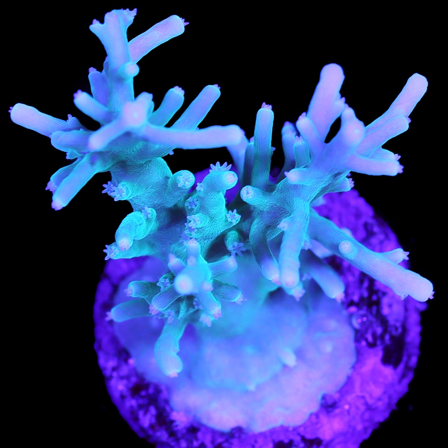 Vivid's Dragontail Acropora Coral