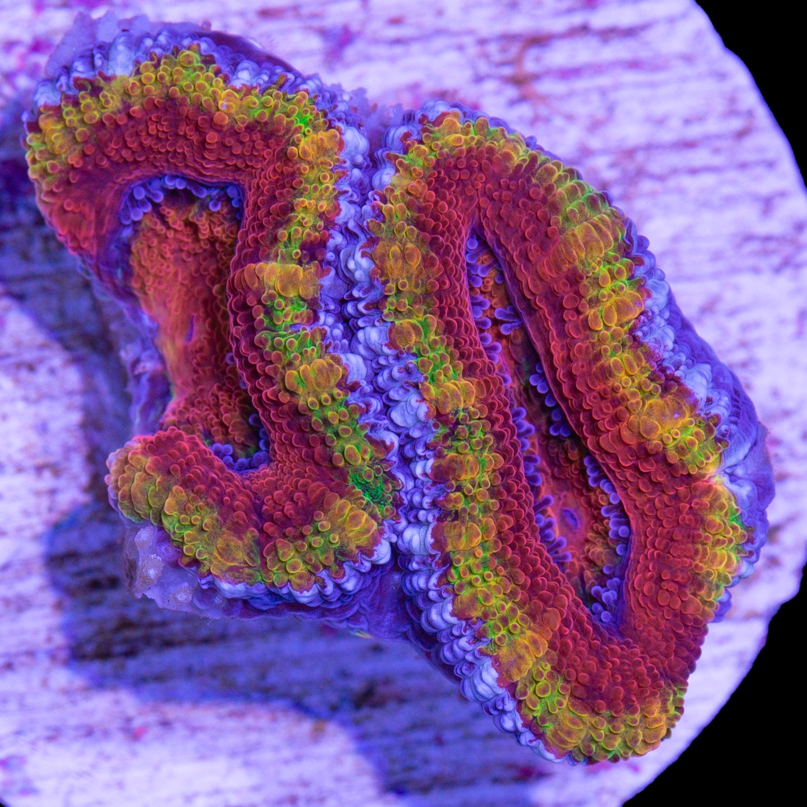 Rainbow Acan Coral